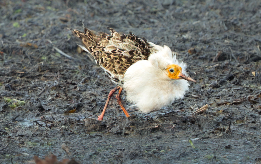 A shore bird called a Ruff with an elaborate white feathered ruff and a bare facial skin. 