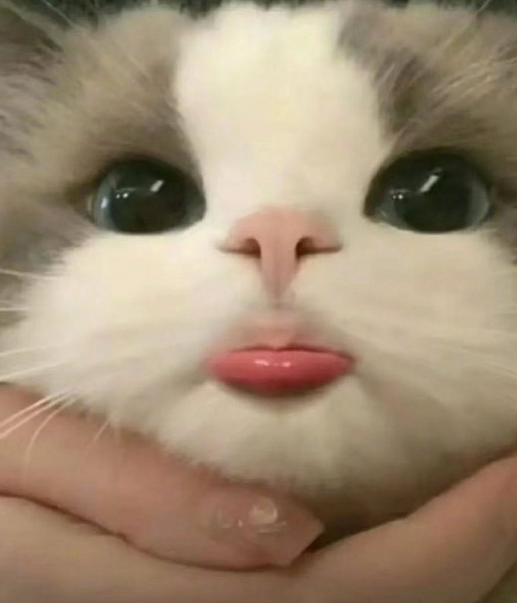 Photo of a white and grey cat "blepping" or sticking their tongue out. A hand is placed under its chin.