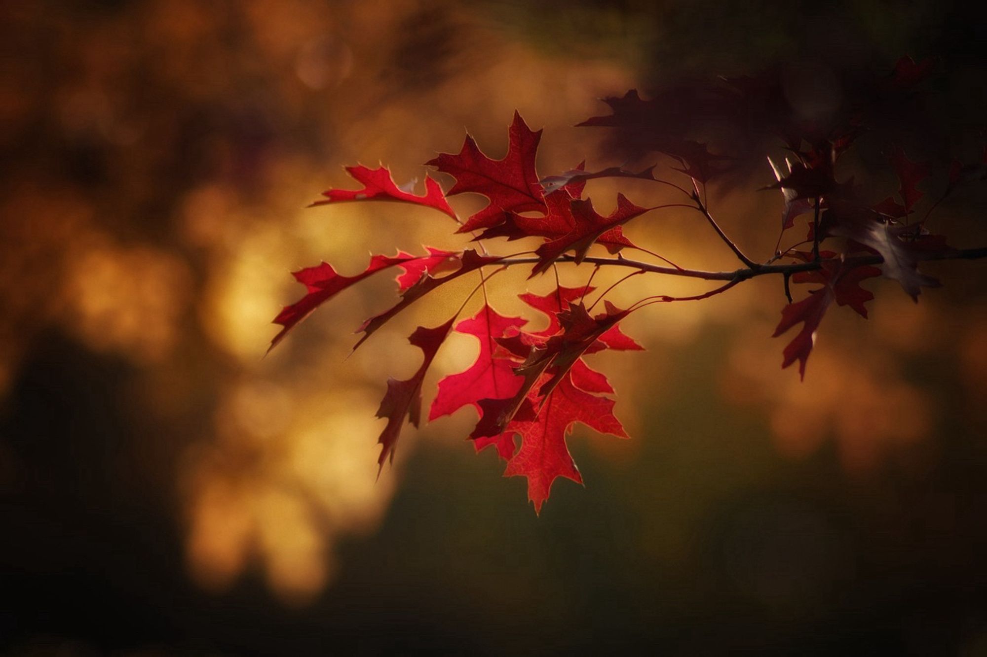 The image shows a close-up of a branch with deep red leaves in focus. The background is soft and blurred with warm tones of gold and brown, giving a cozy, autumnal feel. The red leaves, likely from an oak tree, stand out sharply against the softer, glowing backdrop. The scene feels peaceful and evocative of late fall, with the lighting enhancing the warm and serene atmosphere.