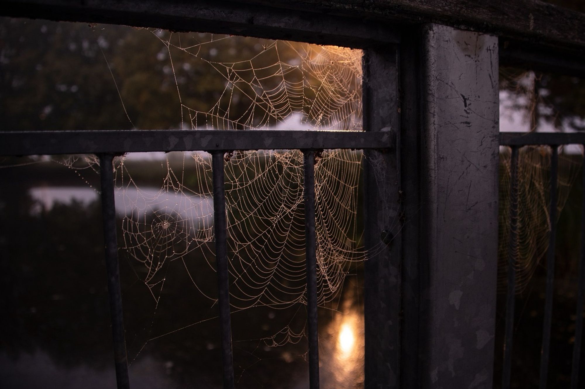 This image captures a serene scene of a spider web stretched across the bars of a metal railing. The spider web glistens in the soft light, with delicate strands intricately woven in a circular pattern, catching the golden glow of the setting or rising sun. The warm sunlight reflects off the water in the background, casting a calming ambiance. The metal bars of the railing appear aged, with subtle scratches and wear, adding a rustic touch to the composition. The contrast between the fragile spider web and the sturdy metal creates a quiet, contemplative mood, enhanced by the tranquil nature setting.