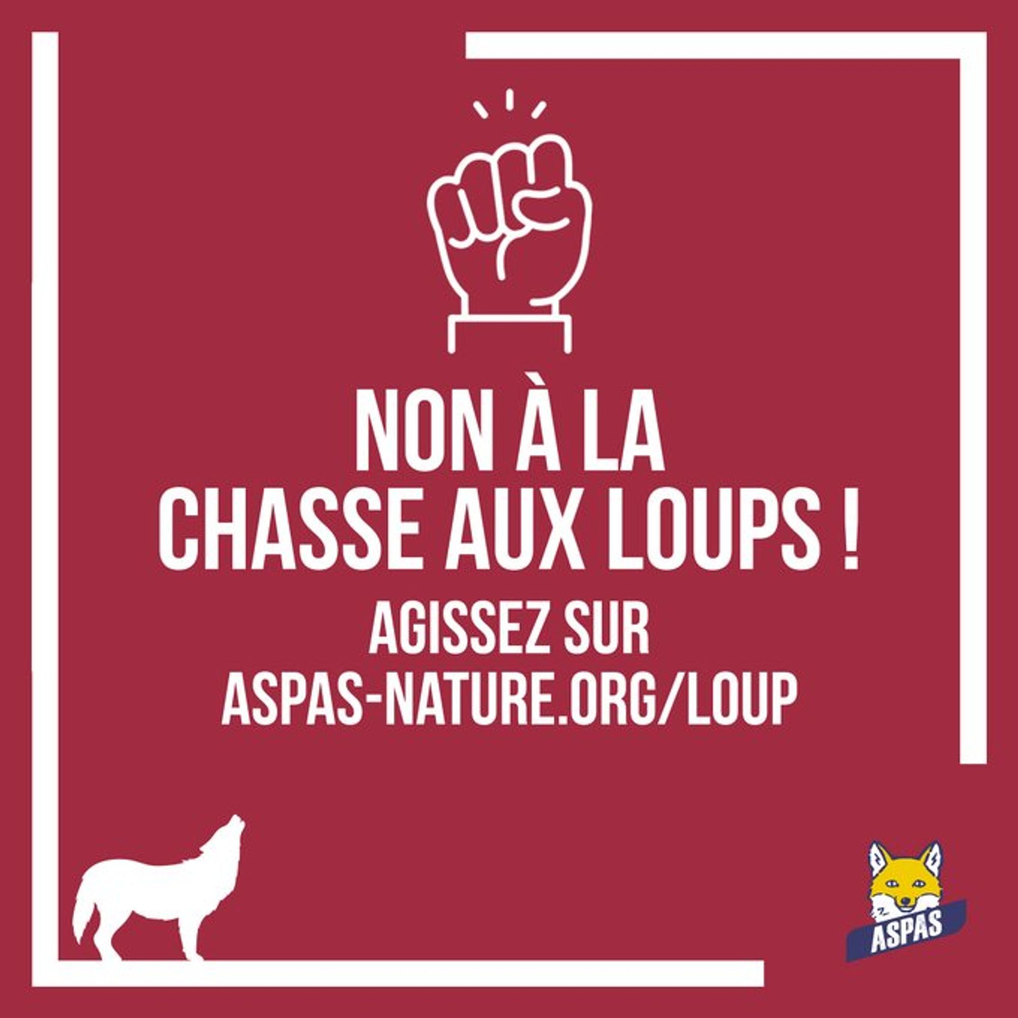 Appel de l'association ASPAS à défendre le statut européen du loup, espèce protégée indispensable à l'équilibre de la biodiversité et injustement accusé, par les chasseurs et certains syndicats d'agriculteurs, de décimer la faune sauvage et les troupeaux d'ovins.