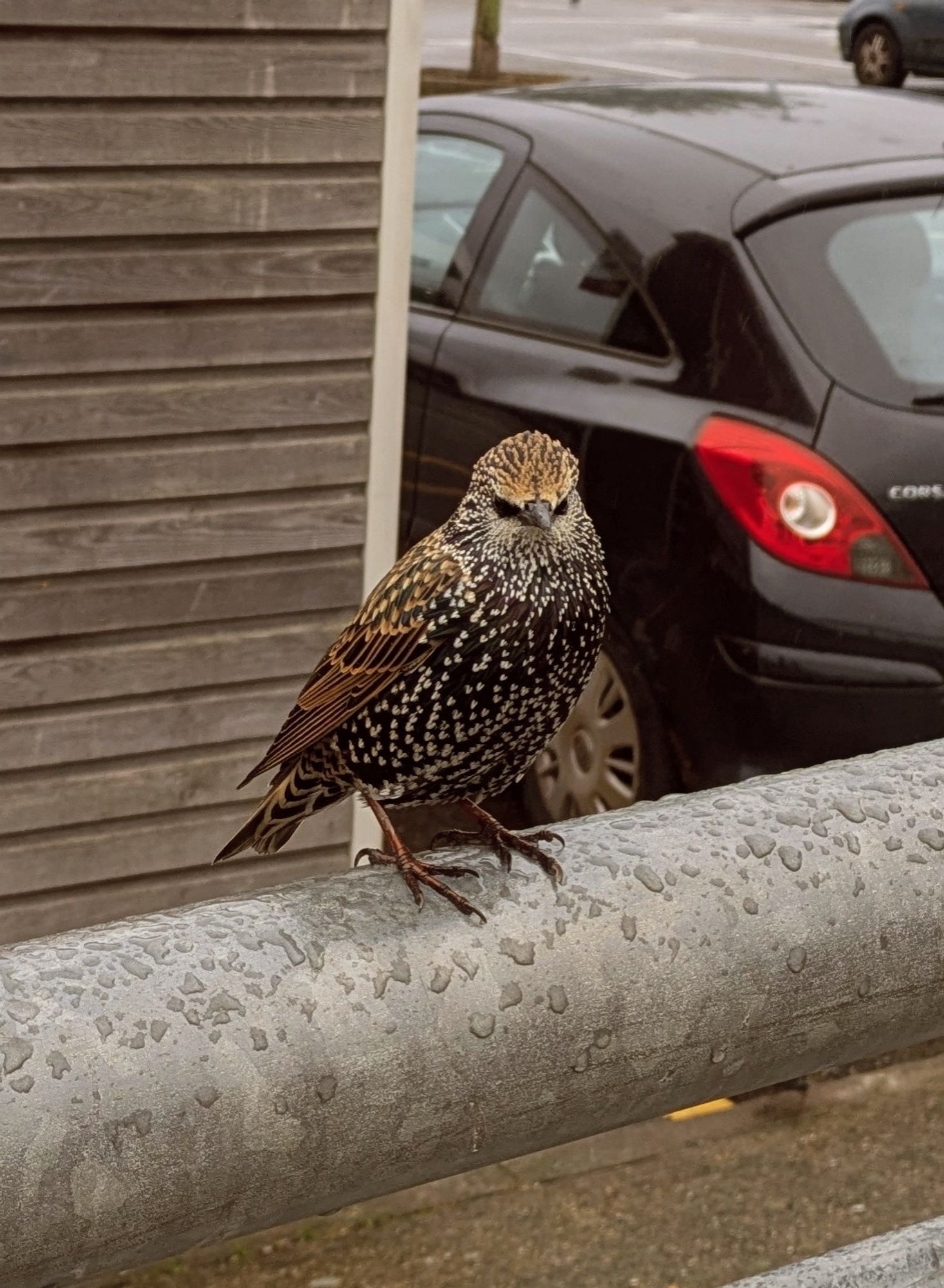 A bird, I guess it's a starling, sitting on a railing.