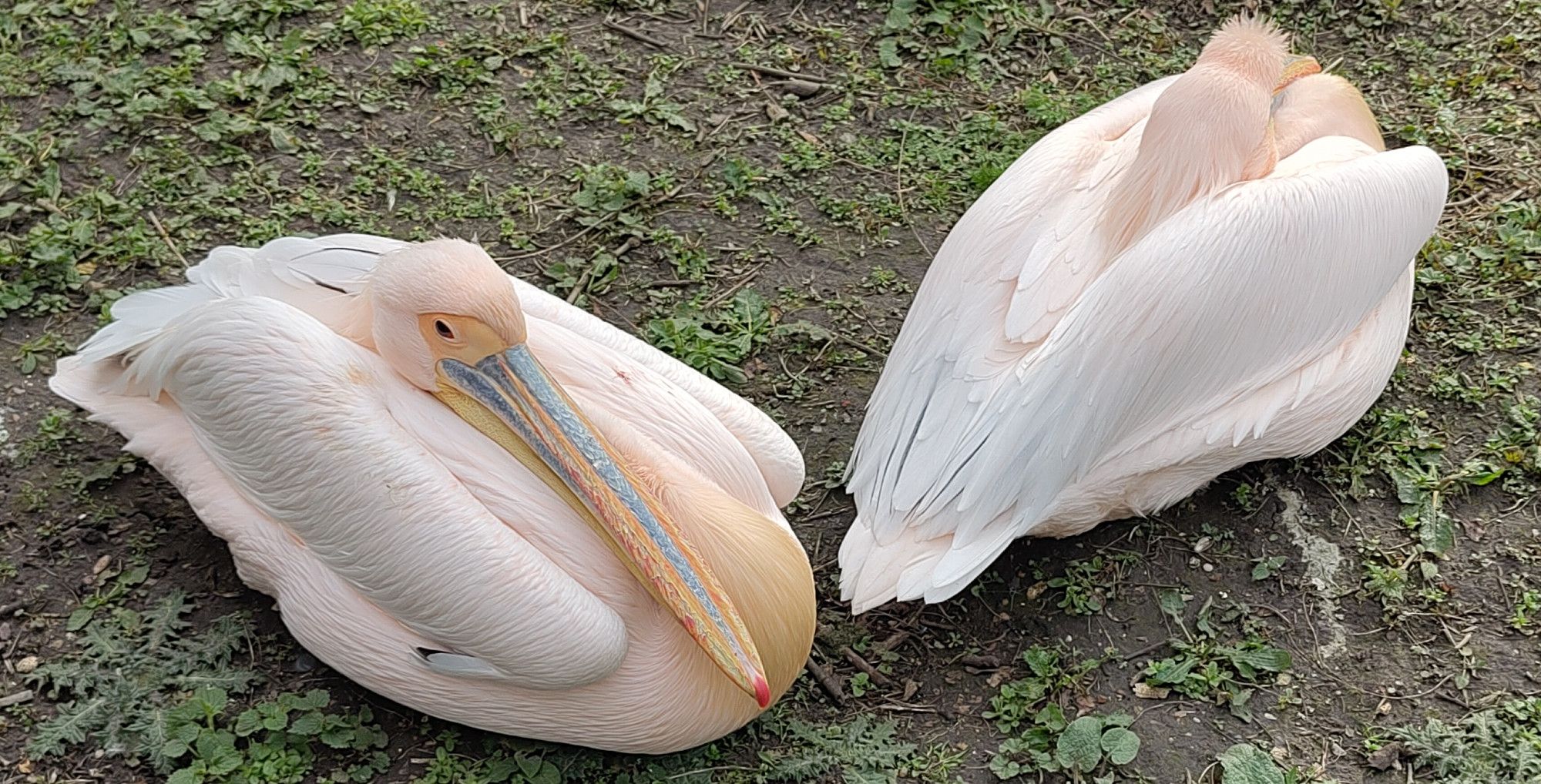 Pelicans huddling in St James's Park