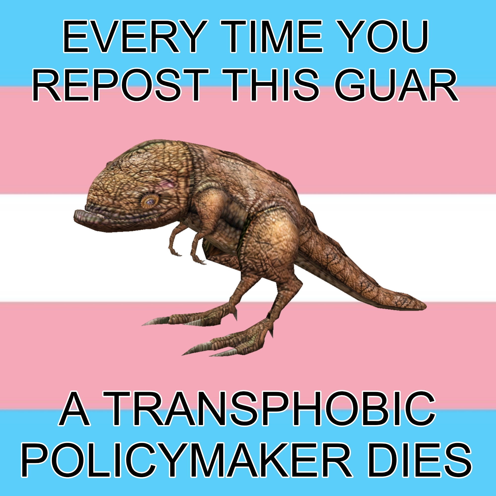 A guar against a trans flag background. Text says "every time you repost this guar a transphobic policymaker dies".