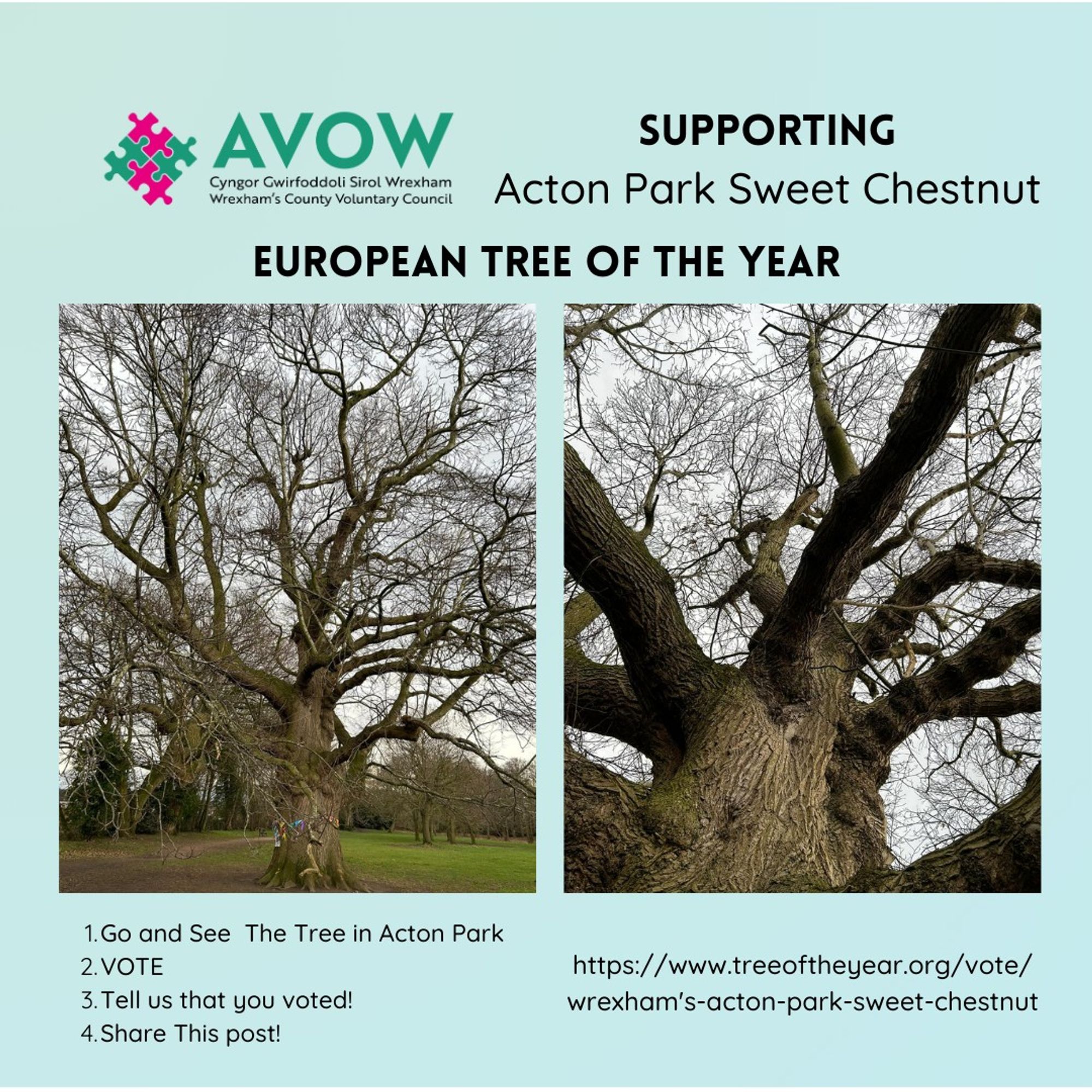 Pictures of the Acton Park Sweet Chestnut. The words are the same as the post.