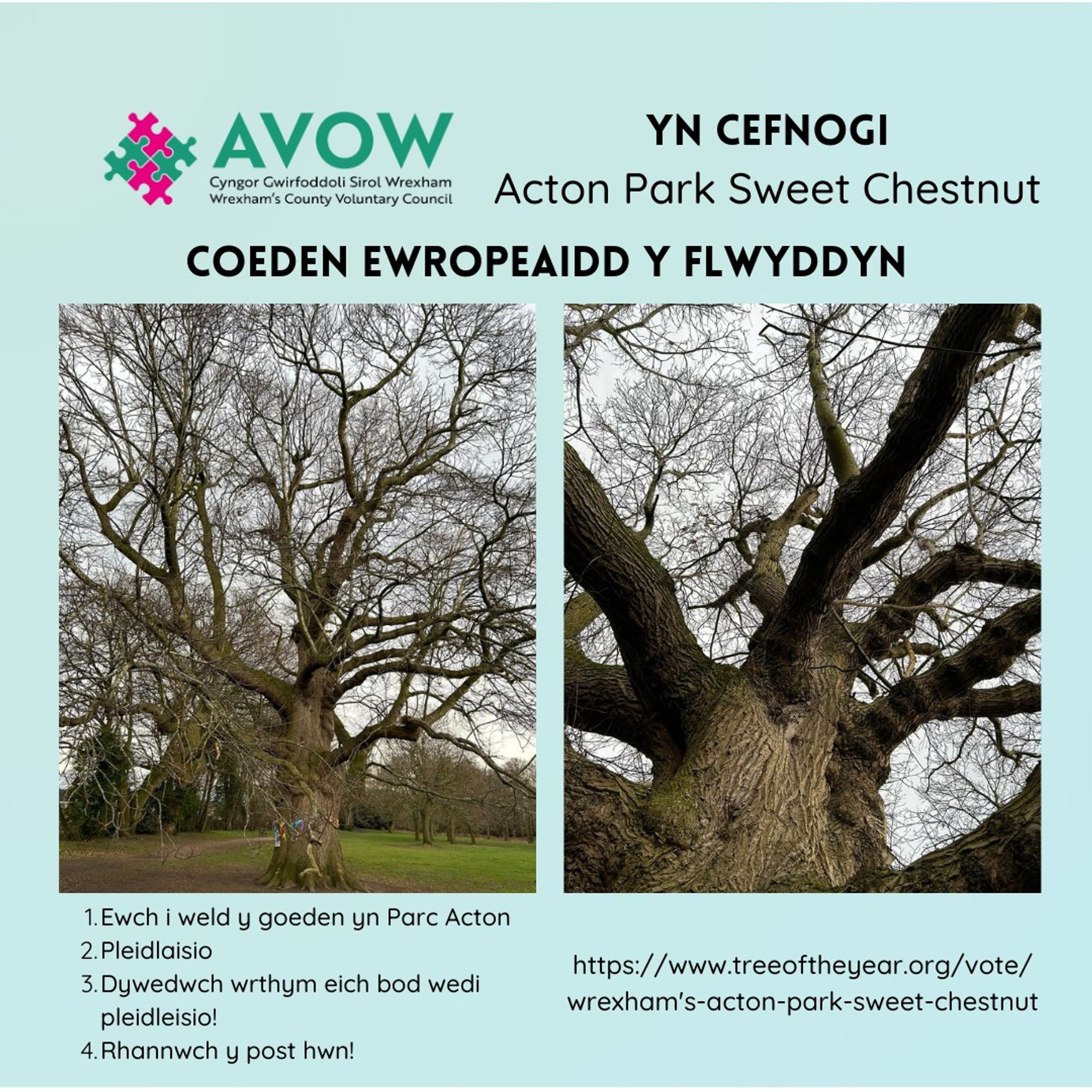 Pictures of the Acton Park Sweet Chestnut. The text is the same as the post, but in Welsh