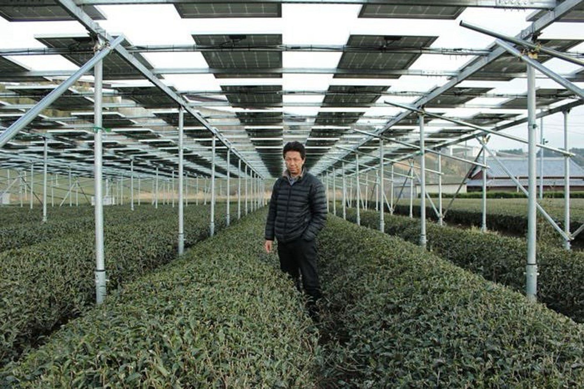 Hattori Tea Farm in Japan via https://www.businessinsider.com/agrivoltaic-farming-solar-sharing-growing-more-popular-in-japan-2022-12?amp