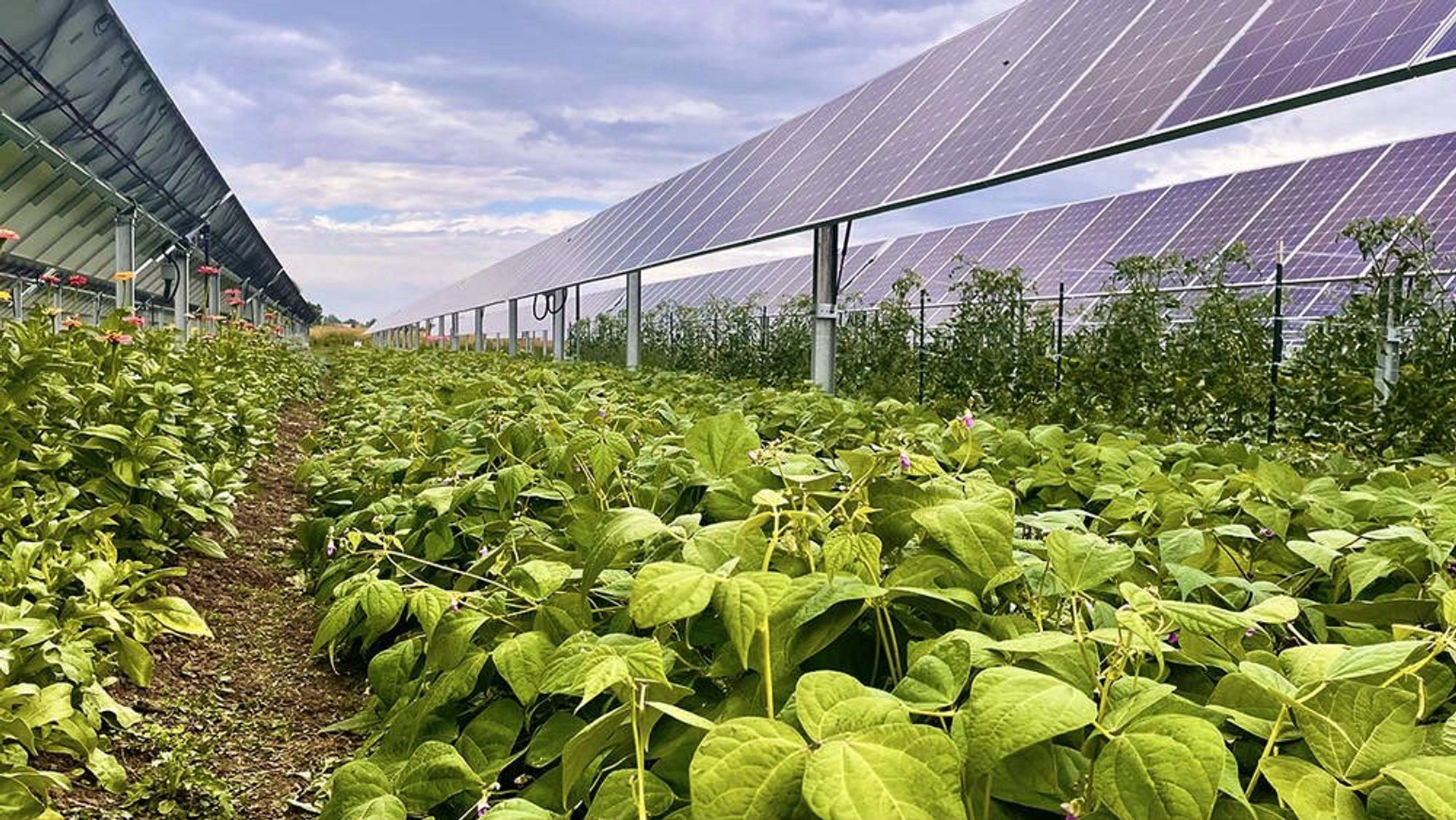 Flowers, beans, tomatoes, and more have been thriving under and around the 3,200 solar panels on Jack's Solar Garden (Colorado). Photo: Vicky Dorvee