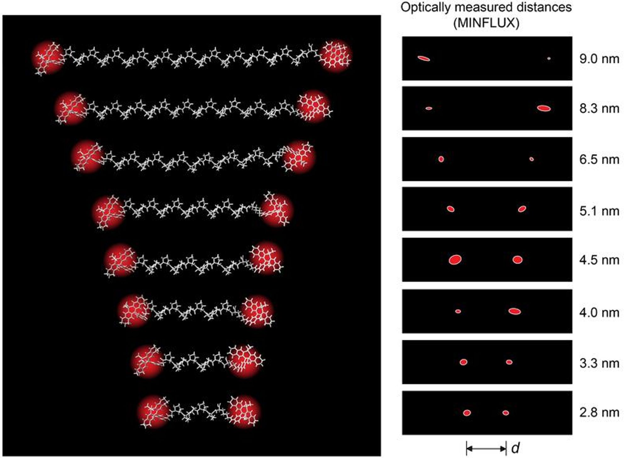 Polyprolines of different lengths served as intramolecular “rulers” to demonstrate the highest MINFLUX resolutions in the Förster resonance energy transfer distance range. The 2-sigma ellipses show the measurement uncertainty of the individual positions. - Copyright Max Planck Institute for Multidisciplinary Sciences