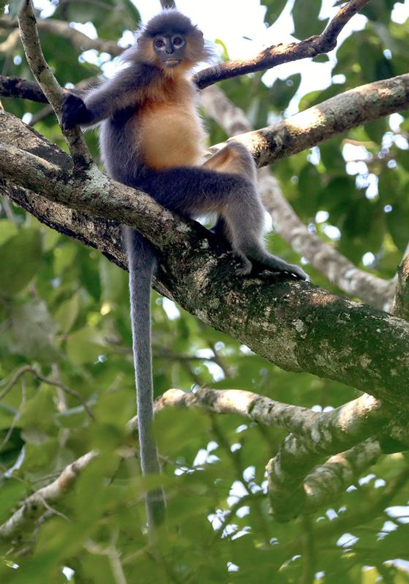 A juvenile hybrid langur in Rema-Kalenga Wildlife Sanctuary, Bangladesh. One can easily recognized the mixture of morphological characters. For examplethe white eye rings of the Phayre's langurs and the golden-brown breast hair of the capped langurs. - Copyright Deutsches Primatenzentrum GmbH