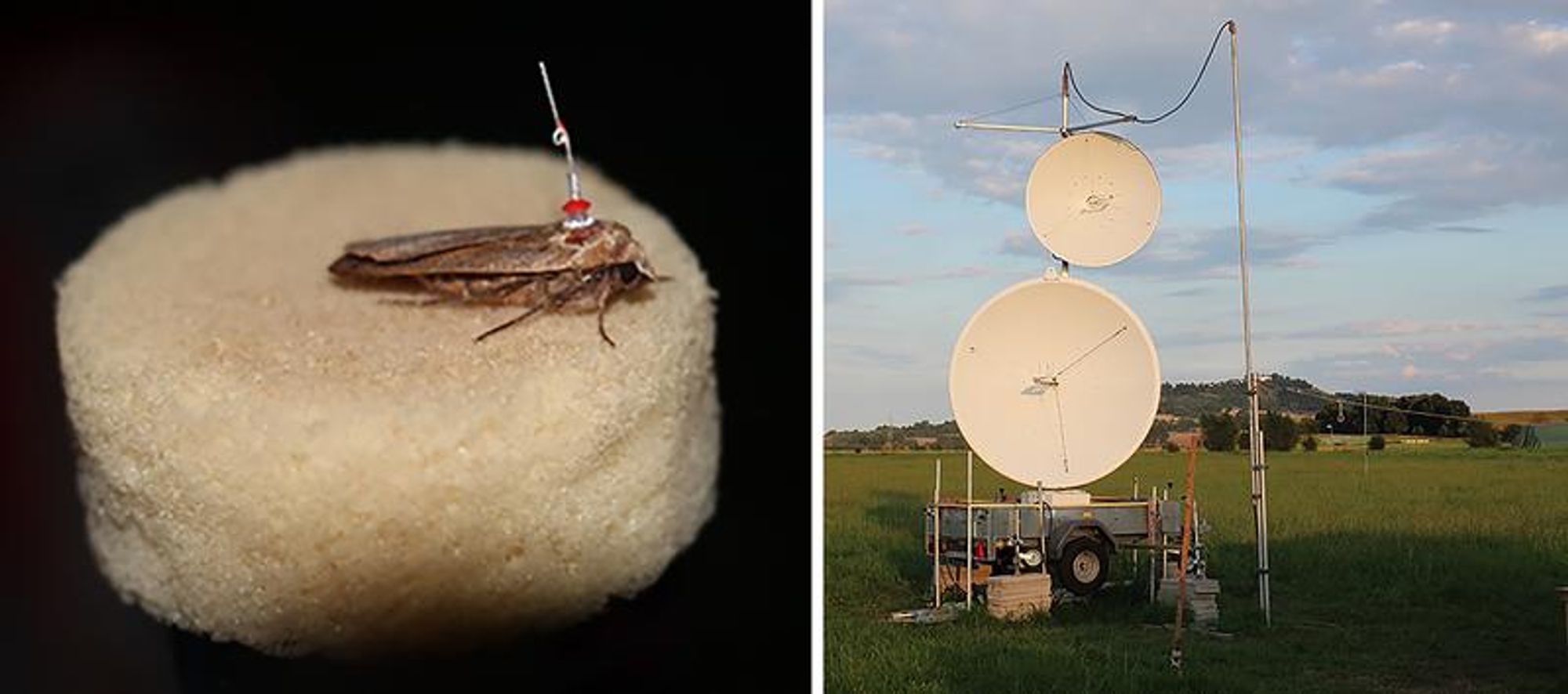 Mittels Radar wurden die Flugbahnen einzelner Nachtfalter verfolgt. Links eine Hausmutter (Noctua pronuba) mit aufgeklebtem Transponder. - Copyright Universität Würzburg