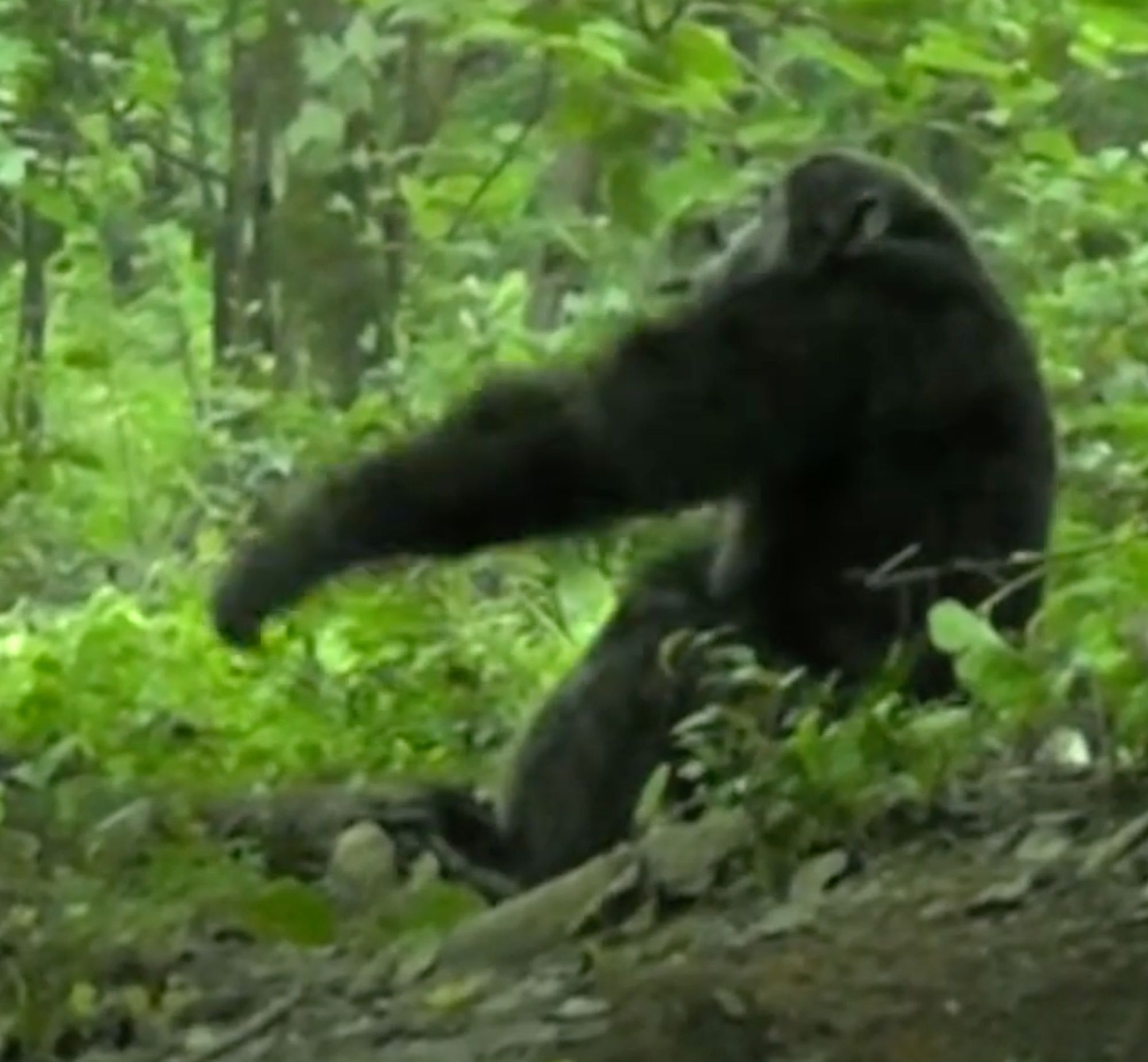 Chimpanzee raises its arm as a gesture