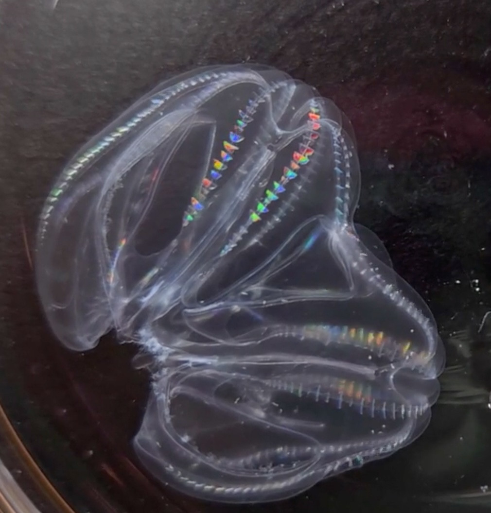 Two comb jellies fused together