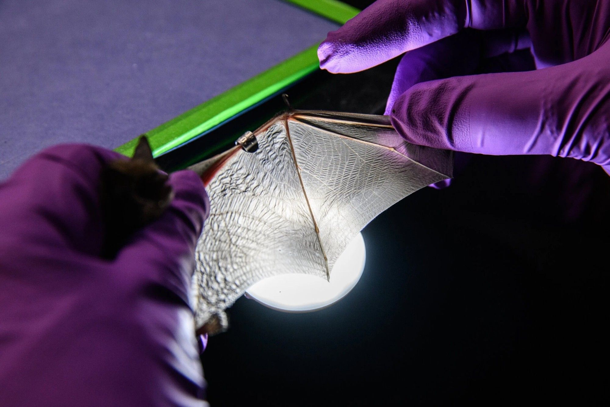 A scientist with purple gloves stretches out a bat's wing in front of a light