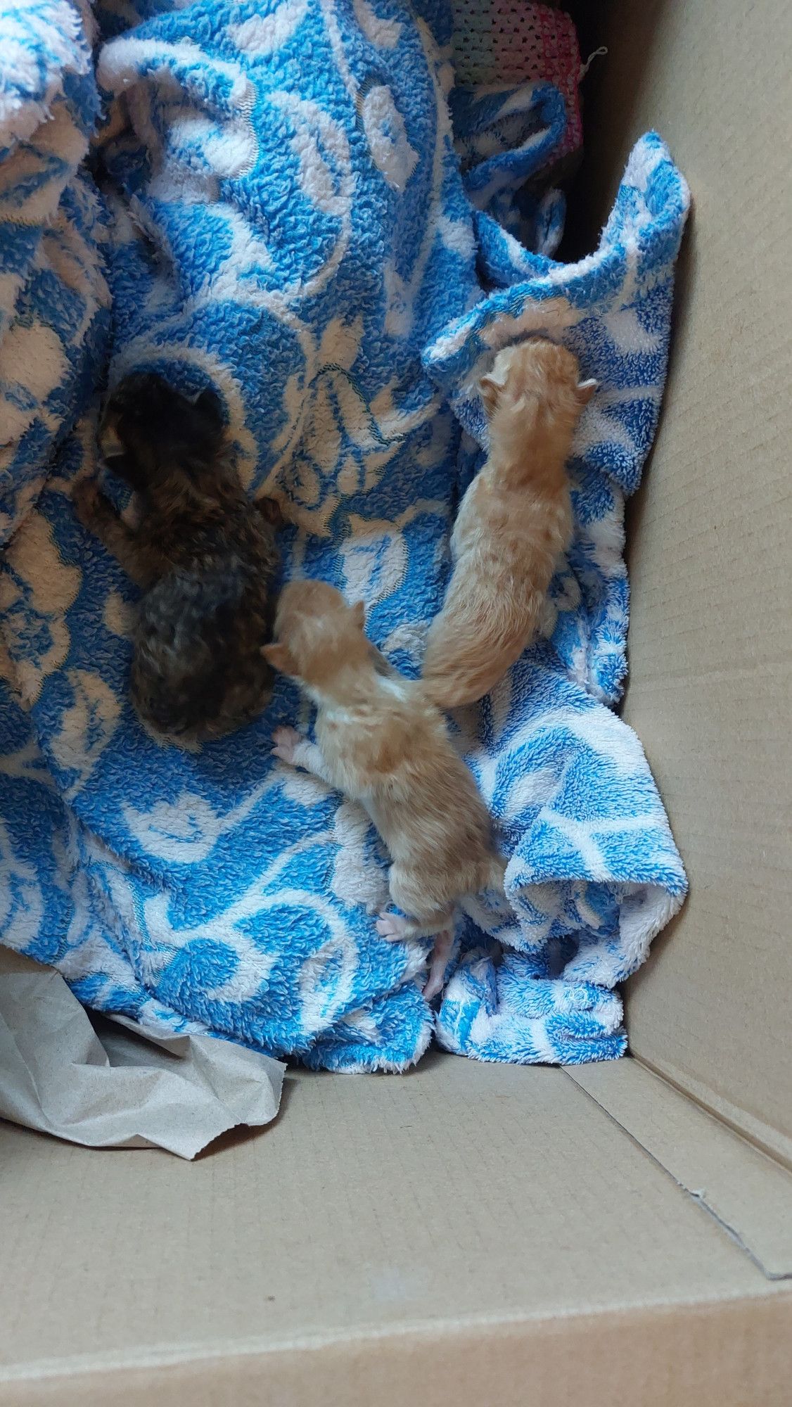 Three, newborn, orphaned kittens on a fuzzy, floral blanket