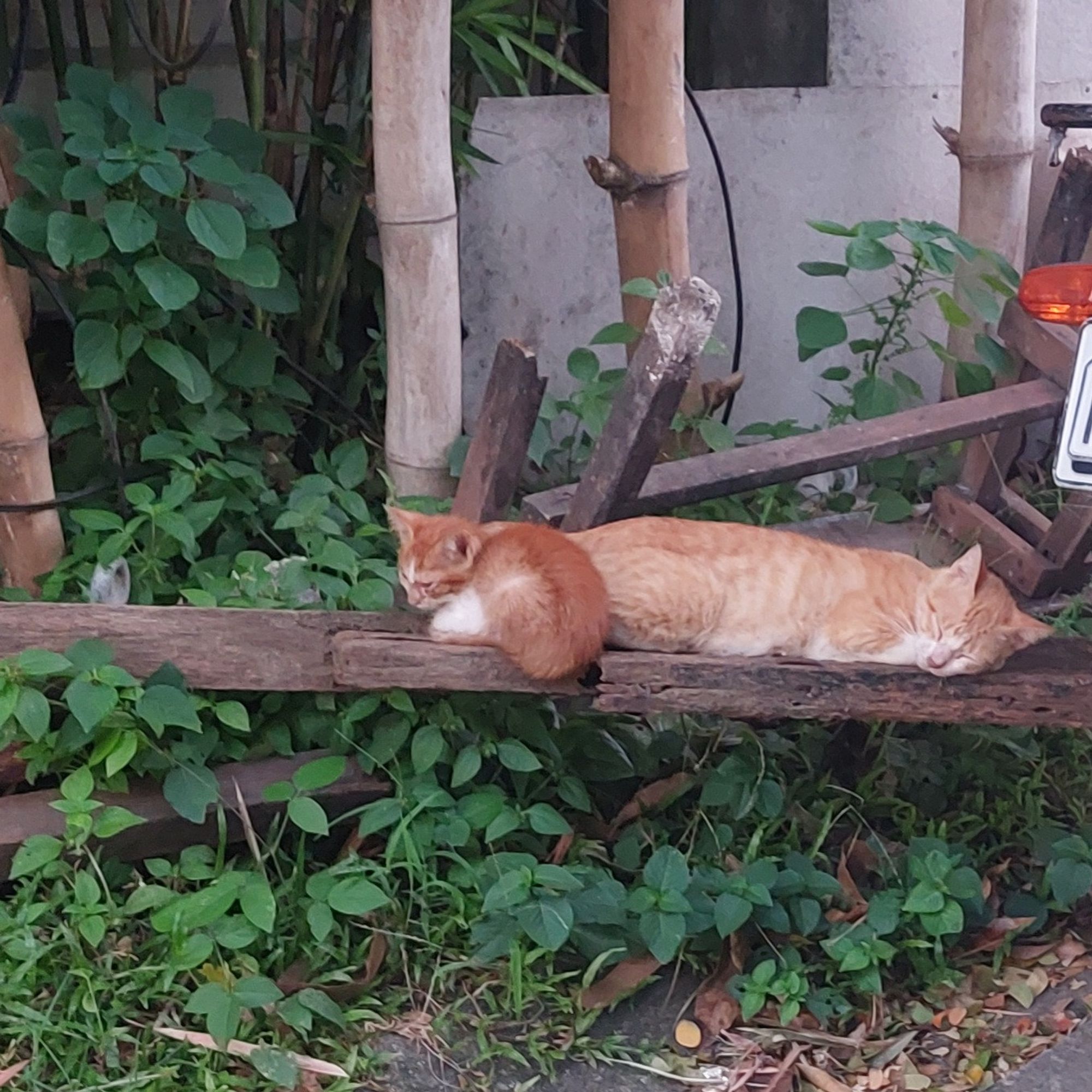 A mother cat and its kitten sleeping on a plank next to a bamboo fence. Both are ginger, with white patches 