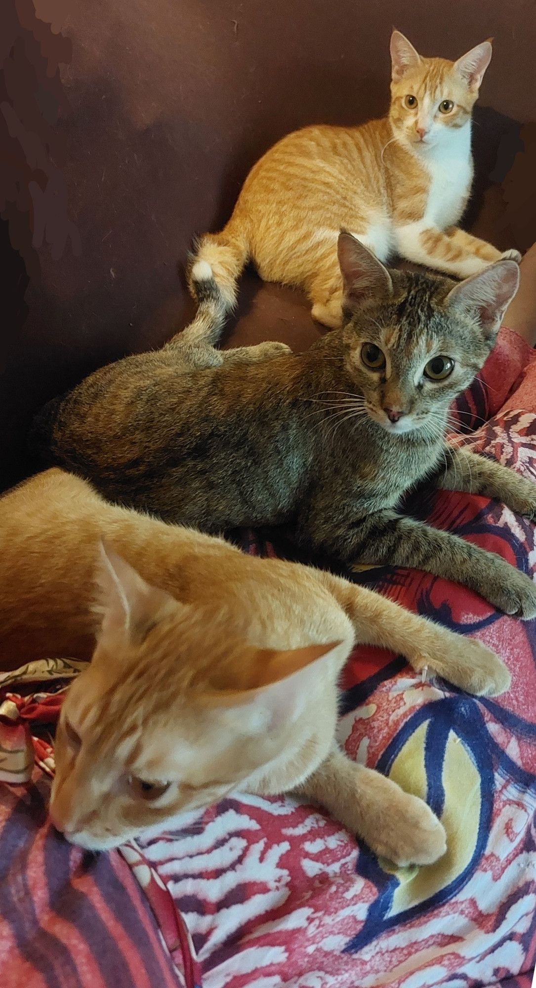 Three, nearly full-grown cats sitting top of a human sprawled on a couch. They are all looking somewhere to the left of the camera, because I've just meowed and they still don't believe that I can meow as well as they can. Kids, tsk.