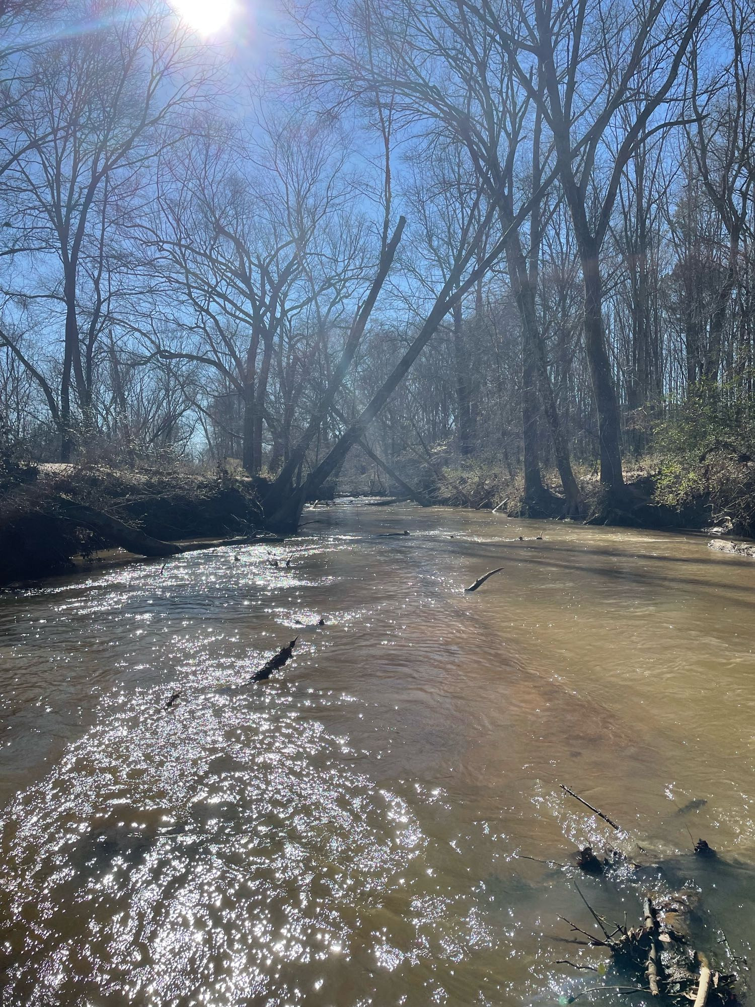 A view of a turbid stream with the winter sun at the top of the picture. The trees are leafless and the sky is blue.