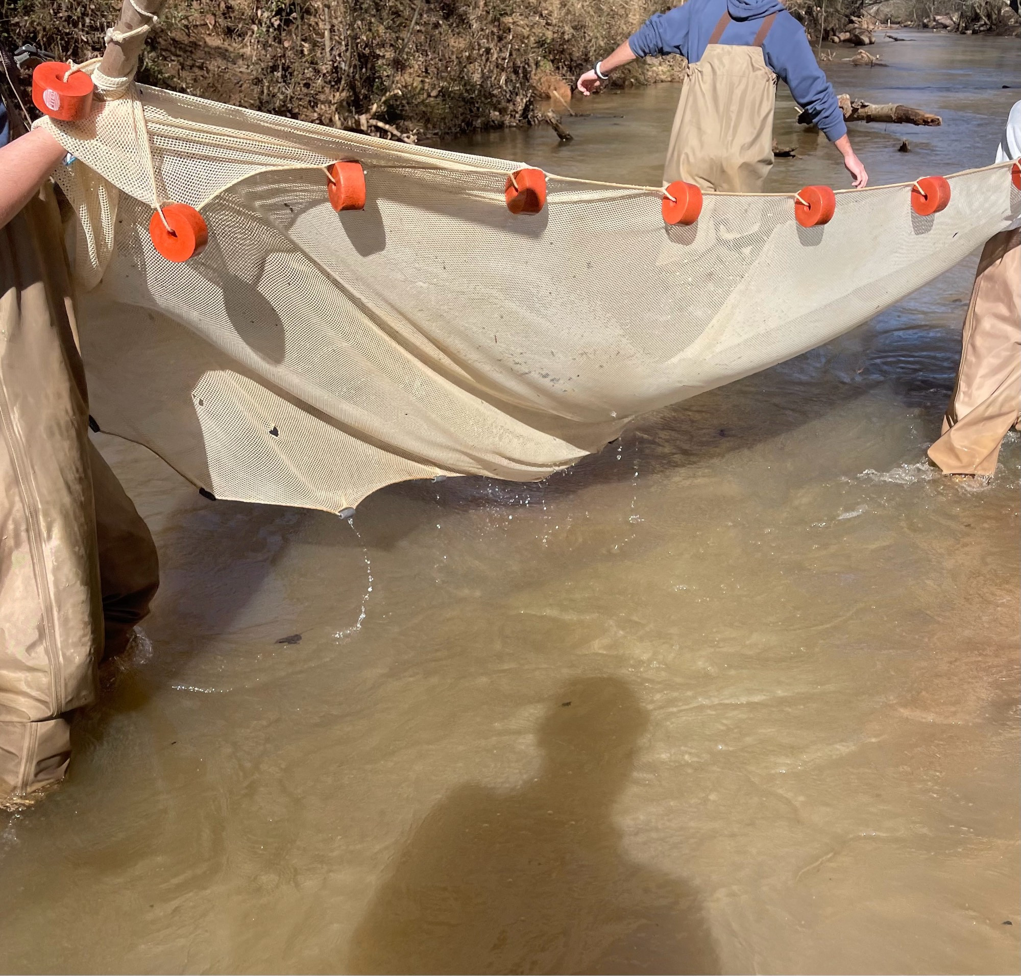 Three individuals holding a seine net above the surface of a turbid creek.