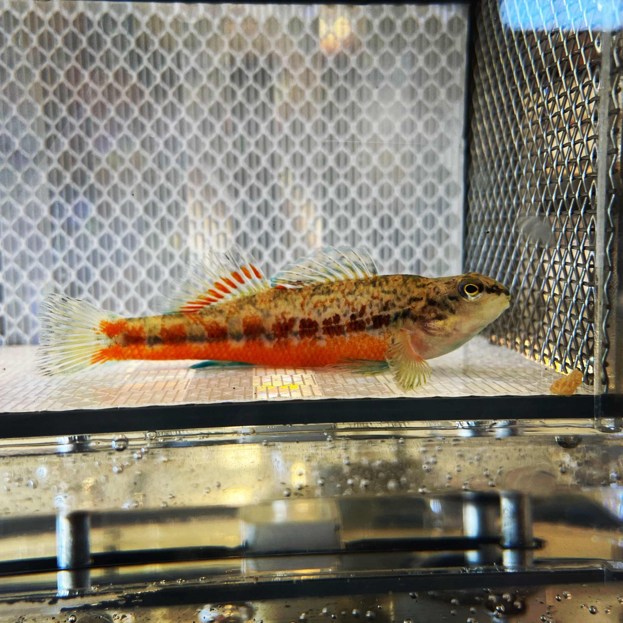 A straw, brown, orange, and turquoise colored Yoknapatawha darter in the chamber of a small swim speed chamber