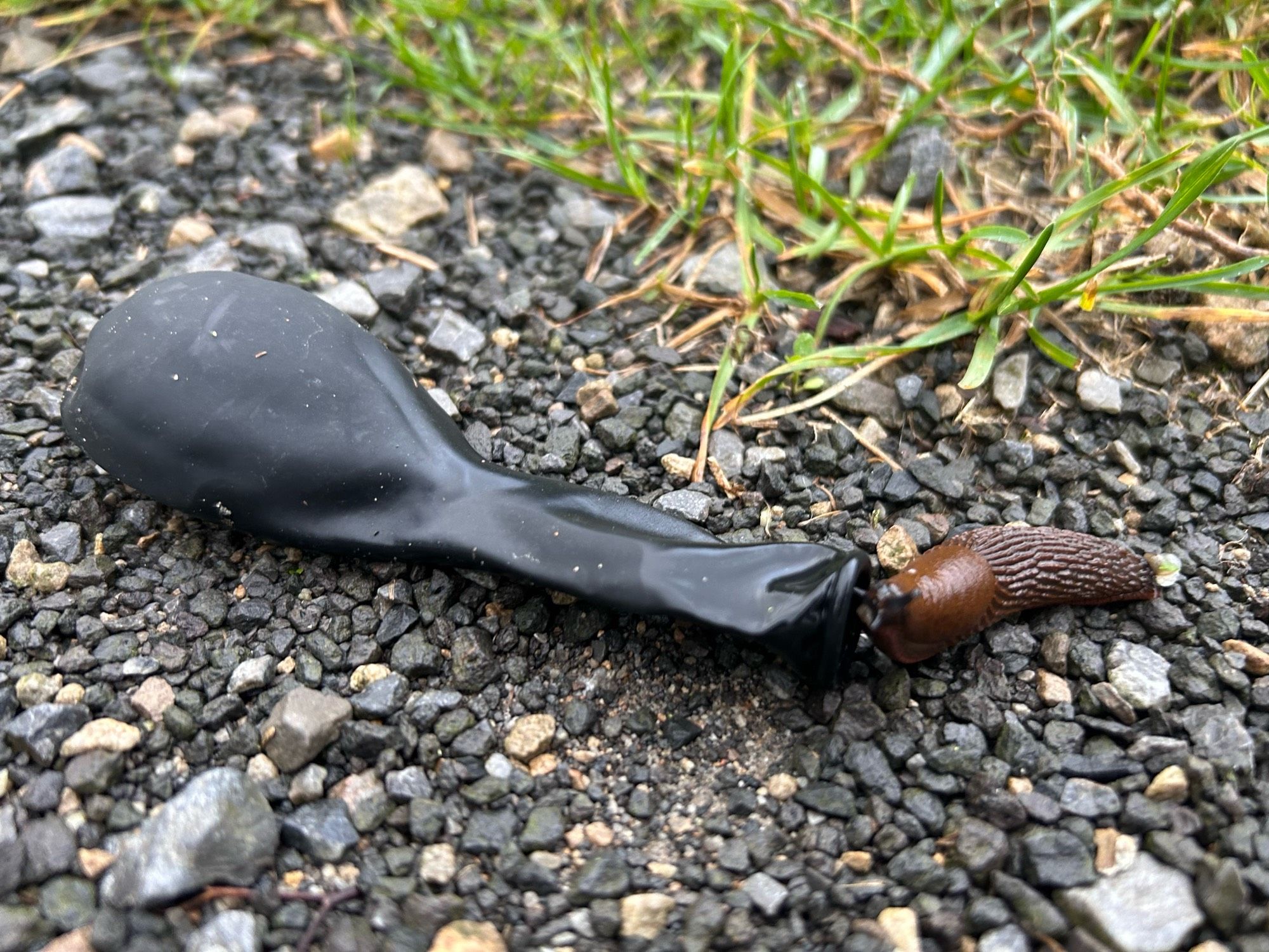 Nacktschnecke an einem Luftballon dran