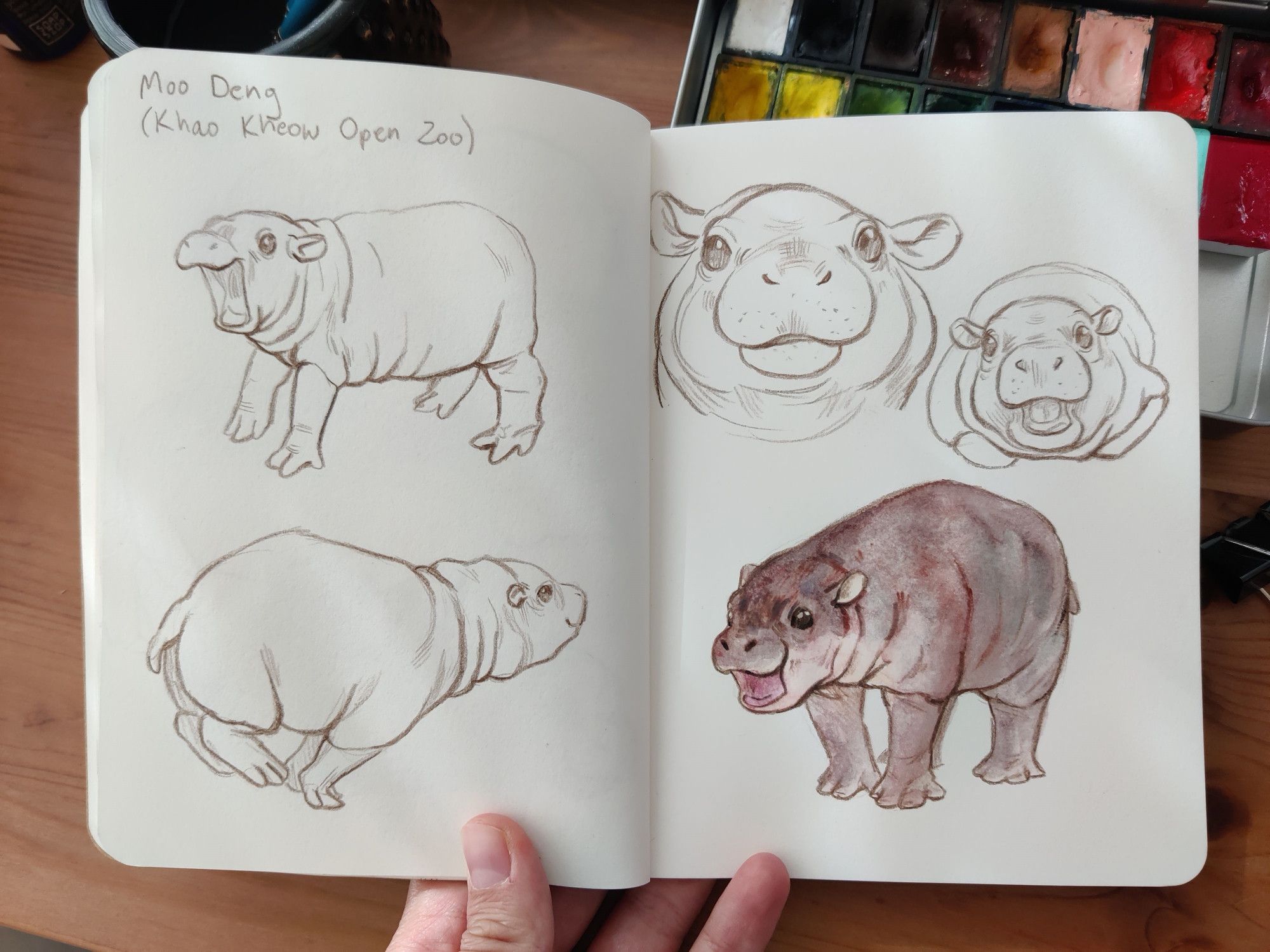 My hand holding an open sketchbook above table with watercolour paints. The pages are filled with sketches of baby pygmy hippo in various poses.