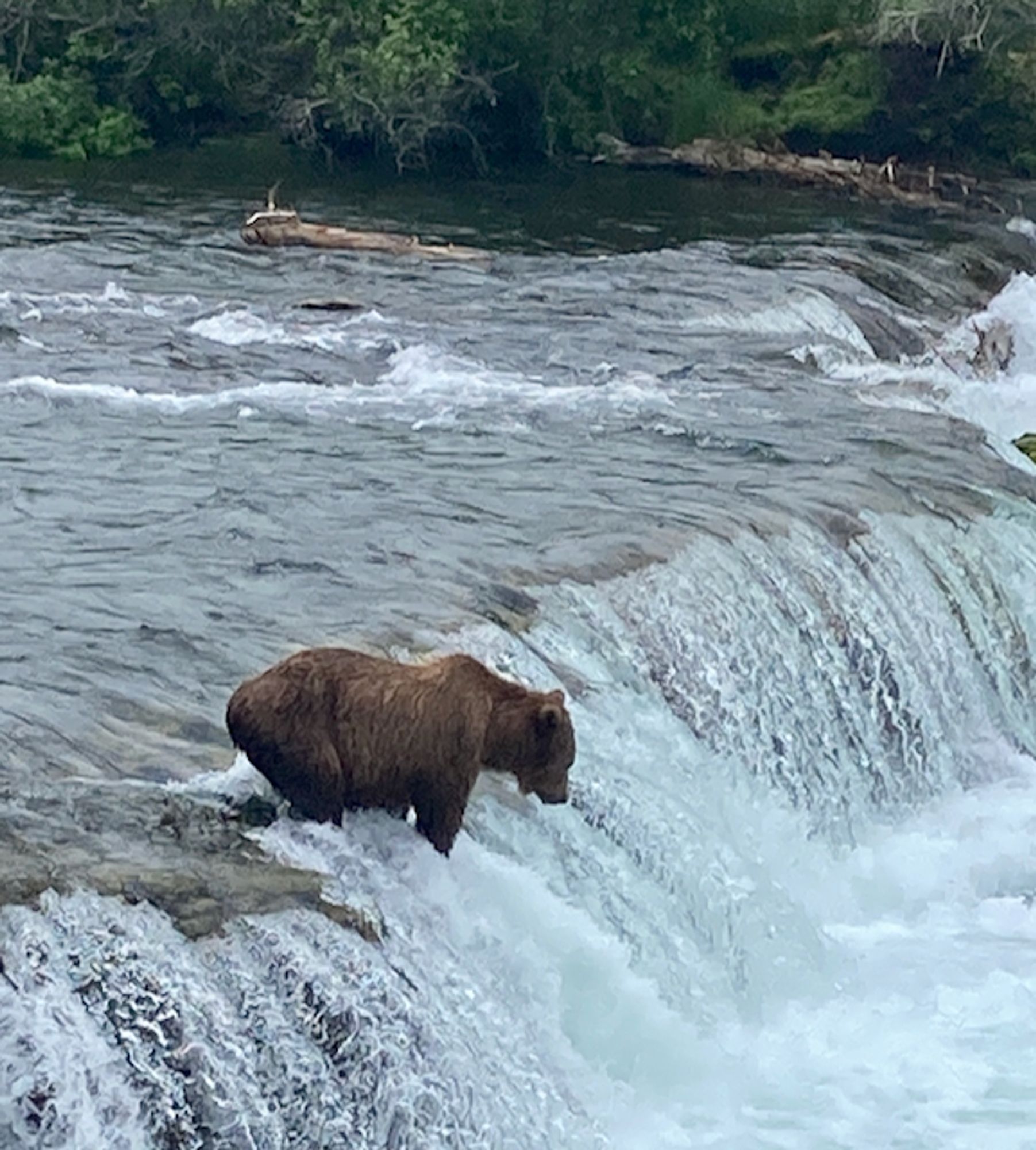 Fat bear on waterfall