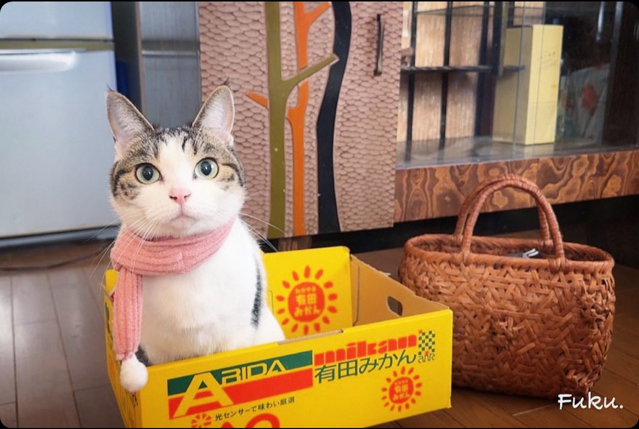 猫部　cat