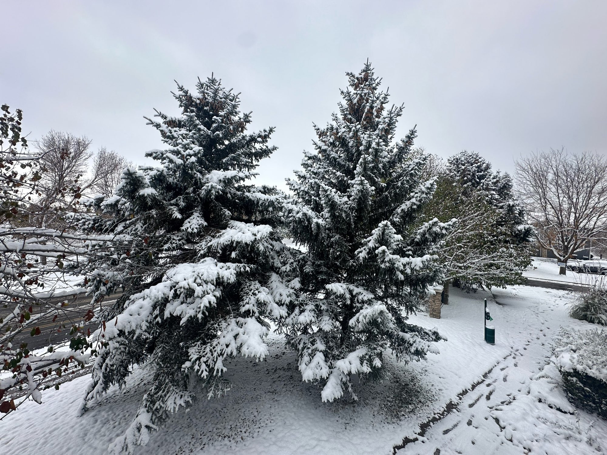 Two big fir trees with their branches covered in snow