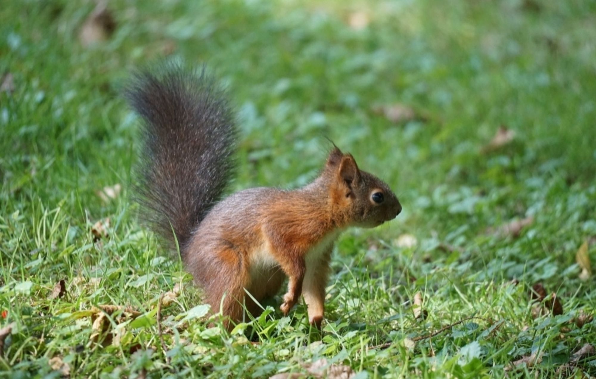 Das Eichhörnchen schaut, in selber Position, in Richtung rechter Bildseite.