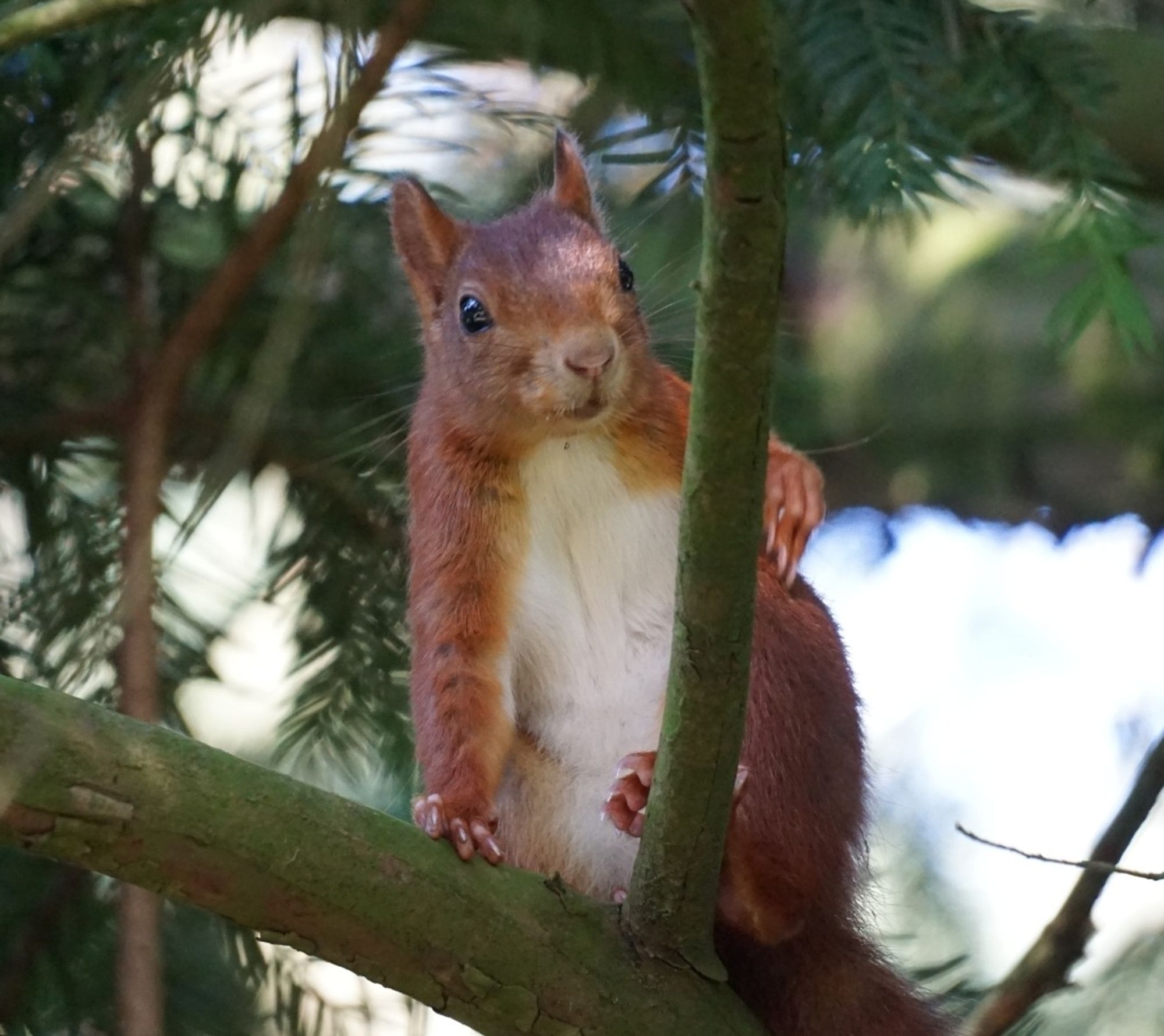 Rotes Eichhörnchen auf einem Ast einer Eibe. Das Eichhörnchen hockt auf den Hinterläufen, die bildseitig rechte Hinterpfote und die rechte Vorderpfote an einem abzweigenden, zum oberen Bildrand führenden schmalen Ast abgestützend. Mit dem bildseitig linken Vorderlauf stützt es sich auf dem Ast ab, auf dem es steht, und schaut nach unten.