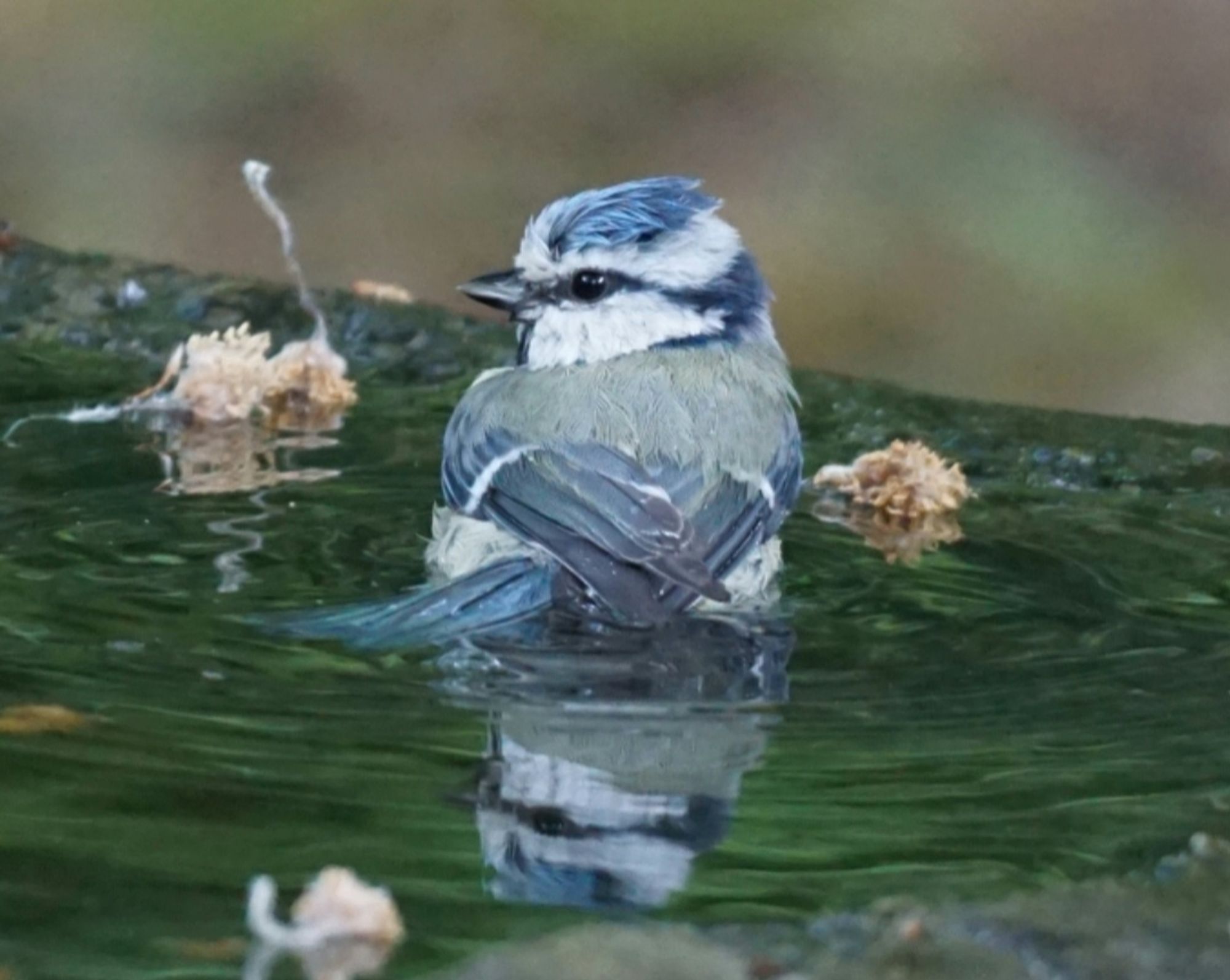 Die Blaumeise, von hinten gesehen steht im Wasser, und hat den Kopf zur linken Bildseite gedreht.