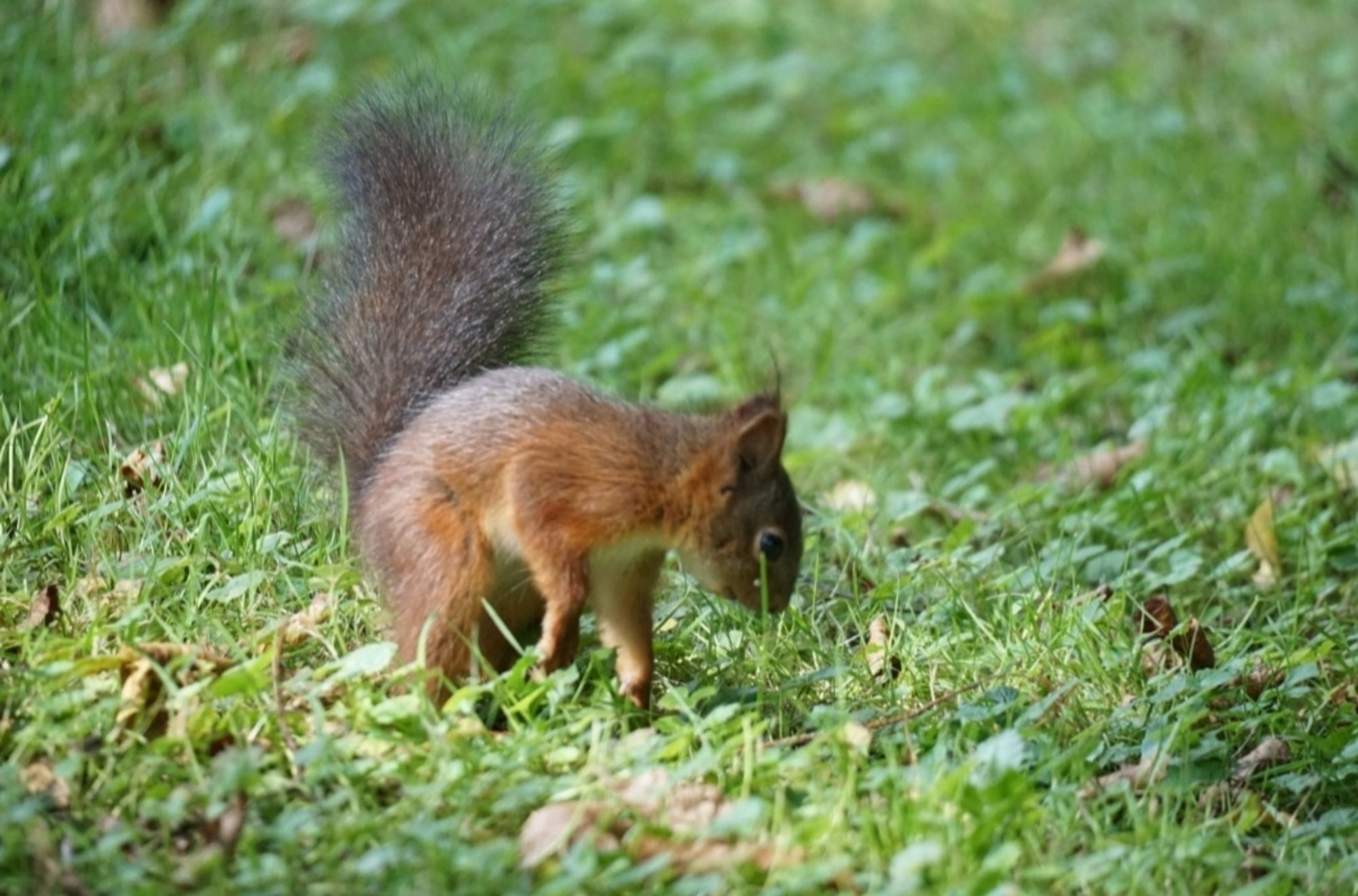 Das kleine Eichhörnchen auf der Wiese, mit hochgestelltem Schwanz, und leicht eingedrehtem Körper, schaut nach unten, auf die Wiese.