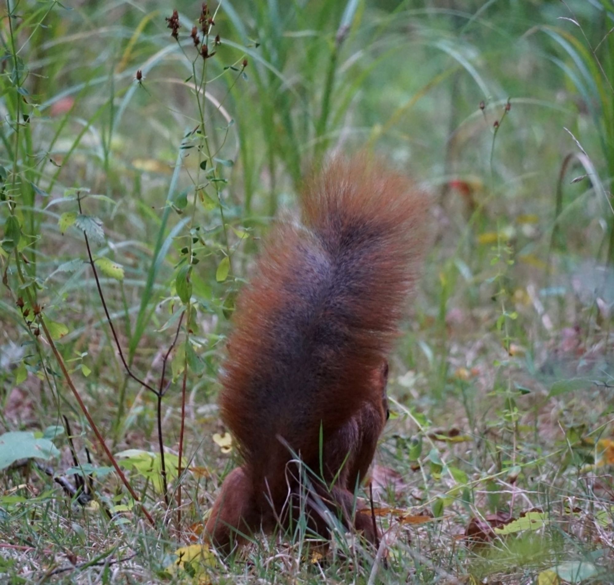 Das Eichhörnchen von hinten, nach vorn gebeugt, der Schwanz steht nach oben.