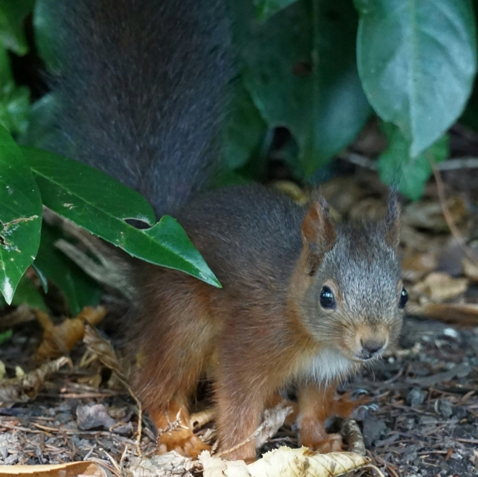 Junges rotbraunes Eichhörnchen, mit dunkler Gesichtsfärbung, dunklem Rückenfell, dunklem Schwanz, und rötlichem Fell an den Läufen, steht dicht vor einem Gebüsch.