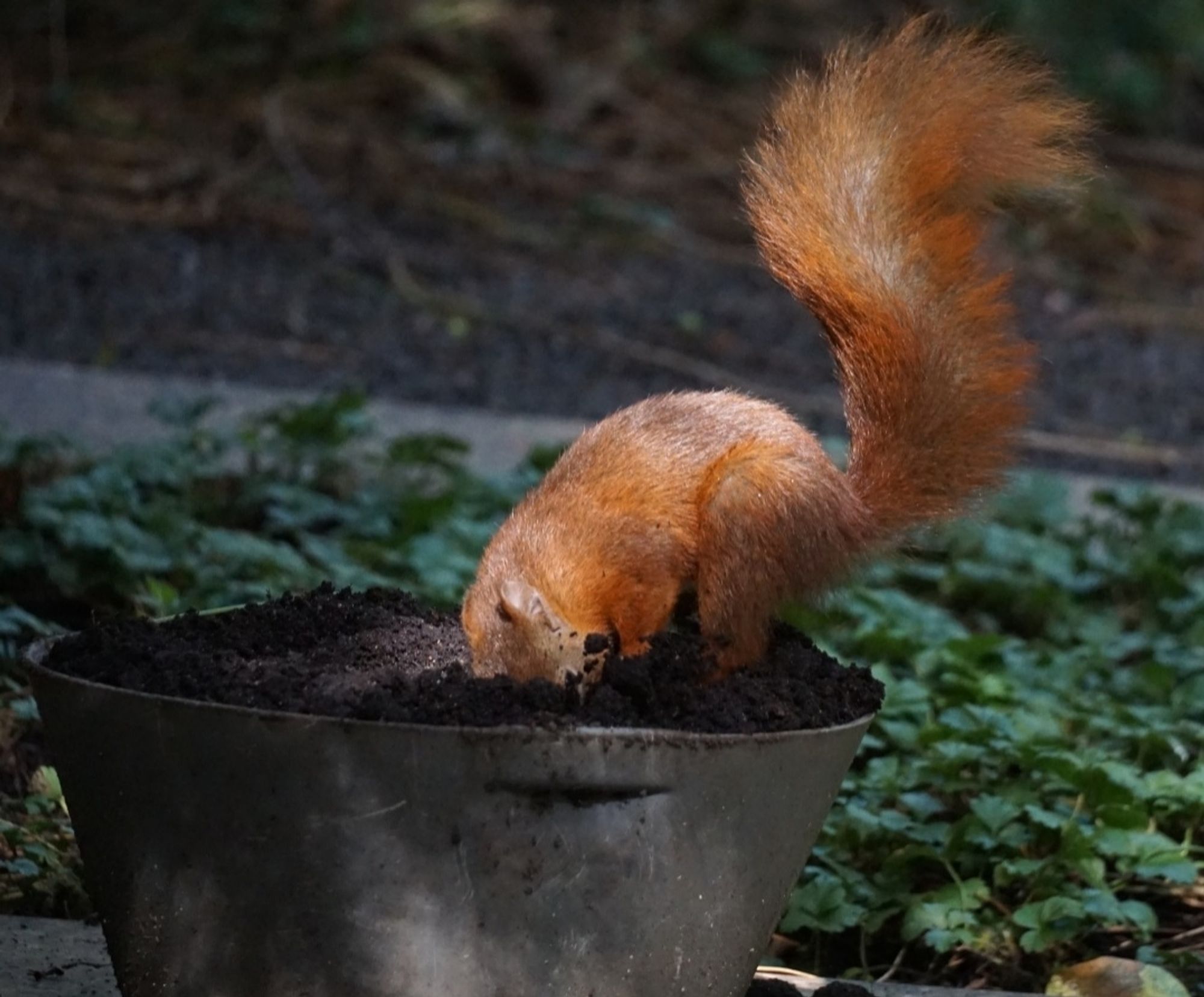 Das Eichhörnchen hat den Kopf wieder in die Erde gesteckt, etwas seitlich, Richtung Kamera. Rechts vom Kopf spritzt Erde nach oben. Der Schwanz ist in einer S-Form nach oben gestellt.