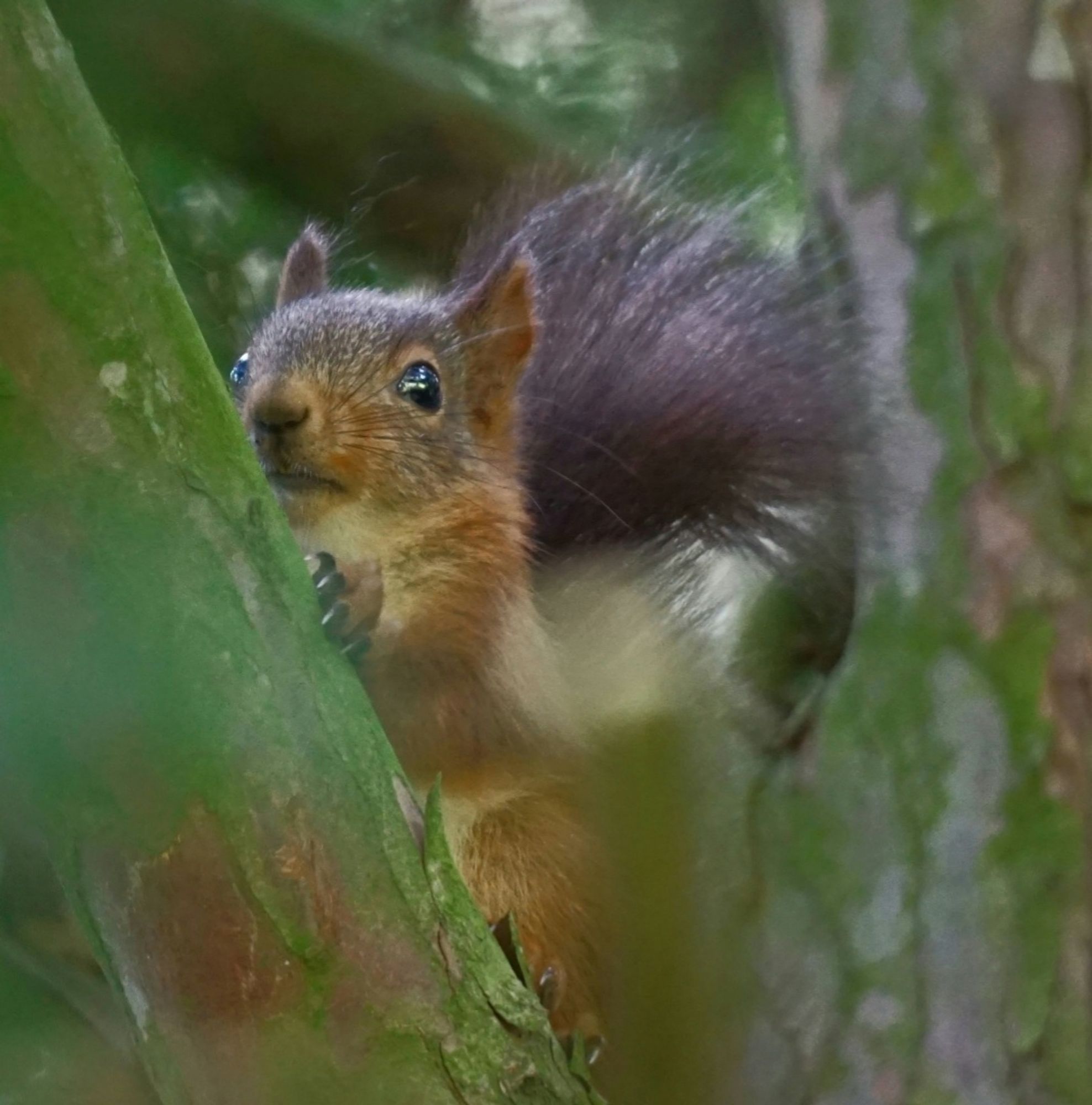 Rotbraunes, junges Eichhörnchen an einem schräg verlaufenden Ast im Baum, schaut seitlich am Ast vorbei, aus dem Bild heraus.