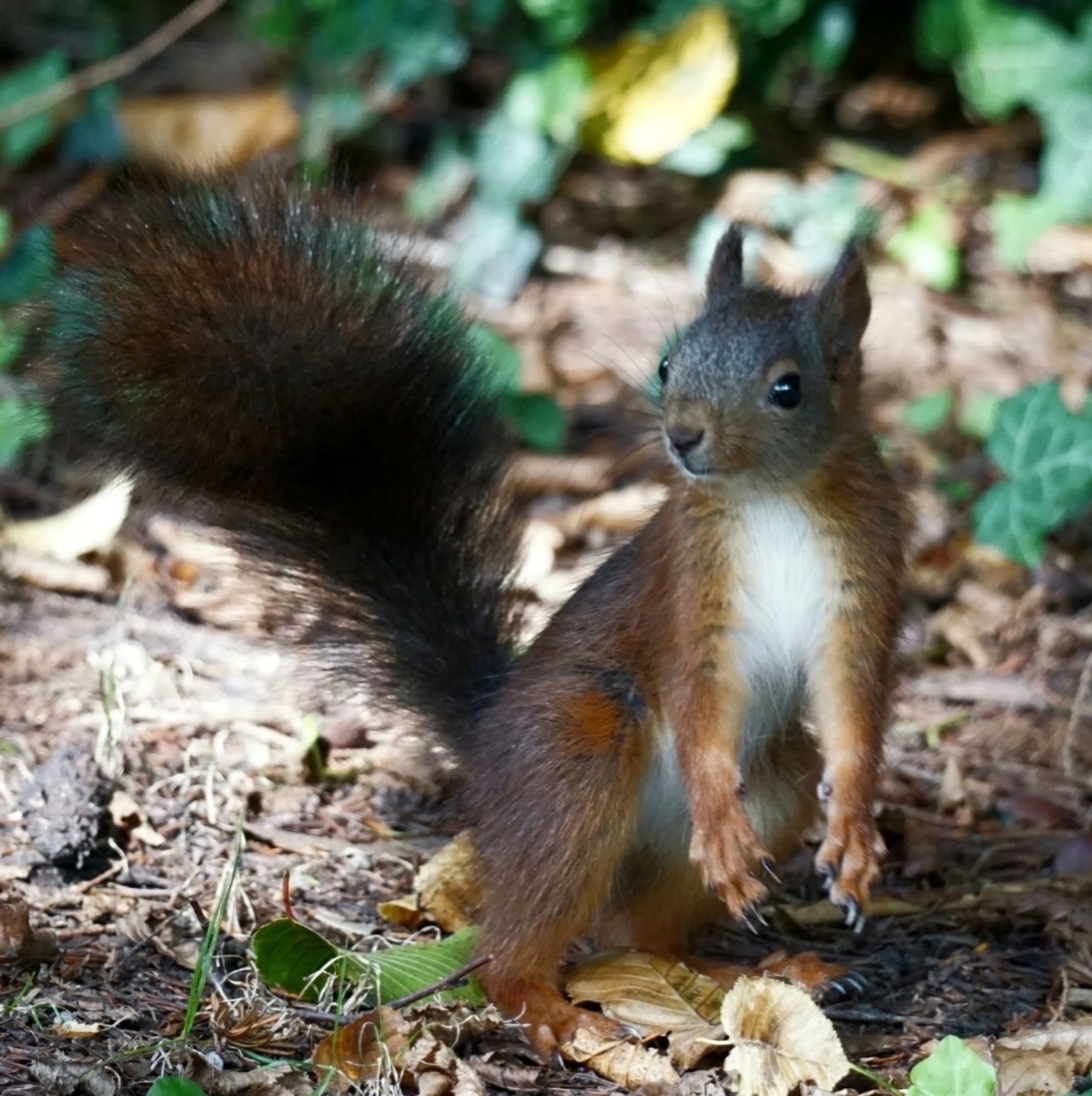 Das Eichhörnchen steht aufrecht auf den Hinterläufen, den Schwanz schräg, in Richtung linker Bildseite, hochgerecktem Schwanj, und vor der Brust herabhängenden Vorderläufen.
Es hatbden Kopf in Richtung linker Bildseite gedreht.