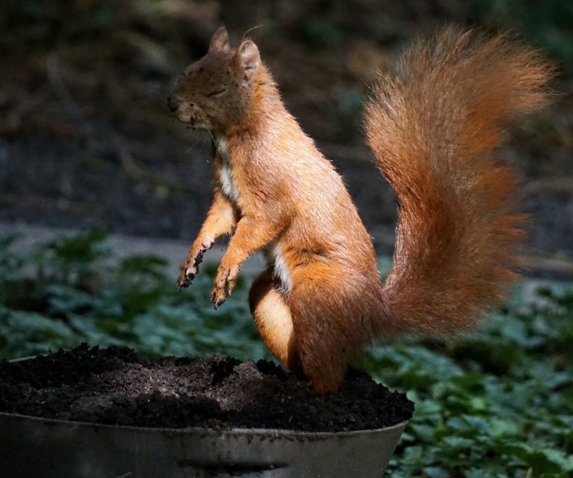 Das Eichhörnchen steht auf den Hinterläufen, die Vorderläufe sind vor der Brust leicht nach vorn gestellt.
Es hat die Augen zusammengekniffen.
Der Kopf liegt im Schatten, der restliche Körper ist von der Sonne beschienen.