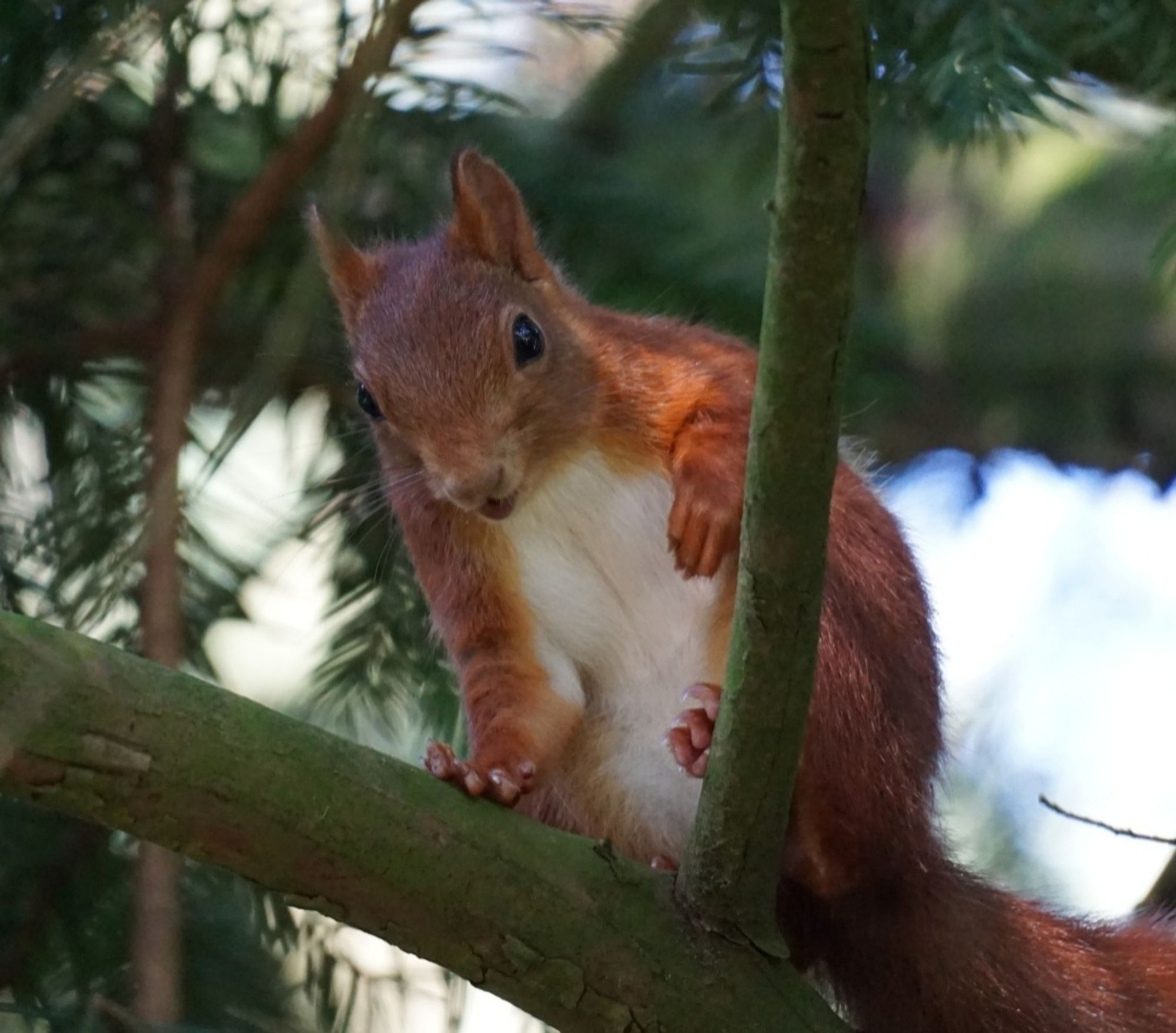 Das Eichhörnchen hockt wieder in der Ursprungsposition, hat sich nach vorn gebeugt, und schaut, mit leicht geöffnetem Mund nach unten.