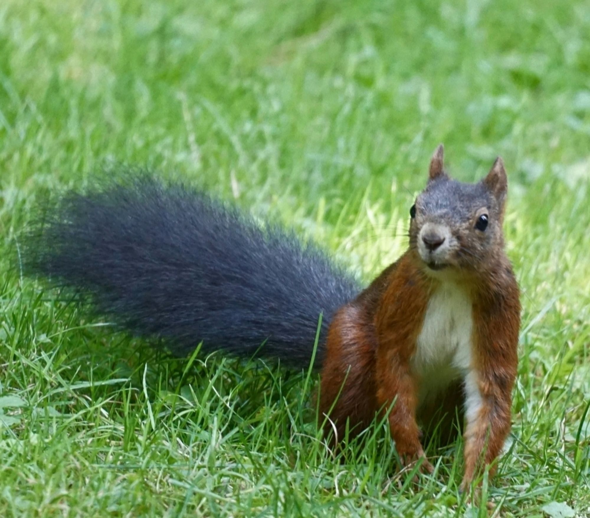 Rotbraunes Eichhörnchen hockt auf einer Wiese, den Kopf in Richtung linker Bildseite gedreht.
Der dunkle, fast schwarze Schwanz liegt flach auf der Wiese, in Richtung der Mitte der linken Bildseite.