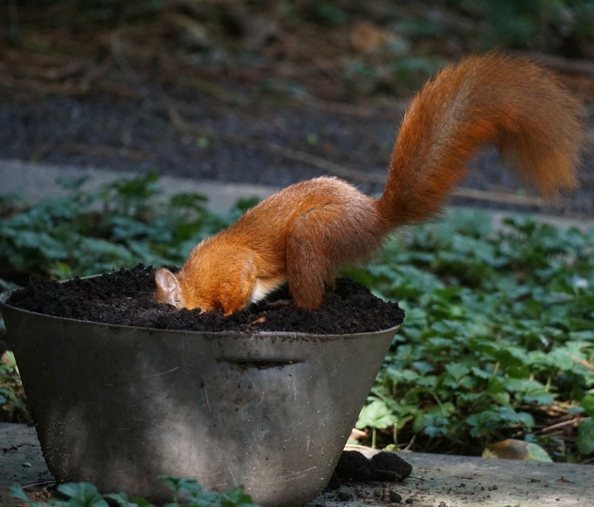 Rotes Eichhörnchen hockt auf einer, mit Erde befüllten, Blechwanne, den Kopf in der Erde, den Po nach oben gestreckt, und den Schwanz bogenförmig vom Körper abstehend.