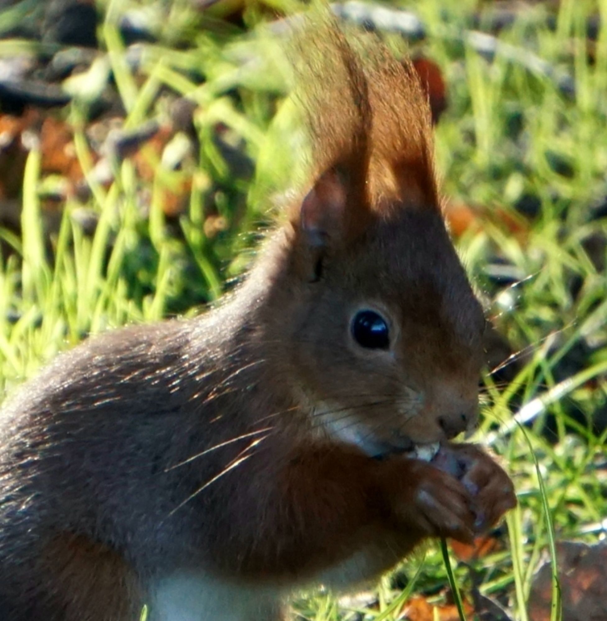 Rotbraunes Eichhörnchen, in Nahaufnahme, nur der Oberkörper ist sichtbar, von der Seite gesehen, hockt aufgerichtet auf den Hinterläufen, und nach vorn gebeugt, auf einer Wiese.
Die Körperseite und der Kopf liegen im Schatten, der Rücken, die Ohren mit den Ohrpinseln, und die Wiese im Hintergrund sind von der Sonne beschienen. Die Ohrpinsel leuchten rotorange in der Sonne. Das Eichhörnchen futtert etwas aus den Pfoten.