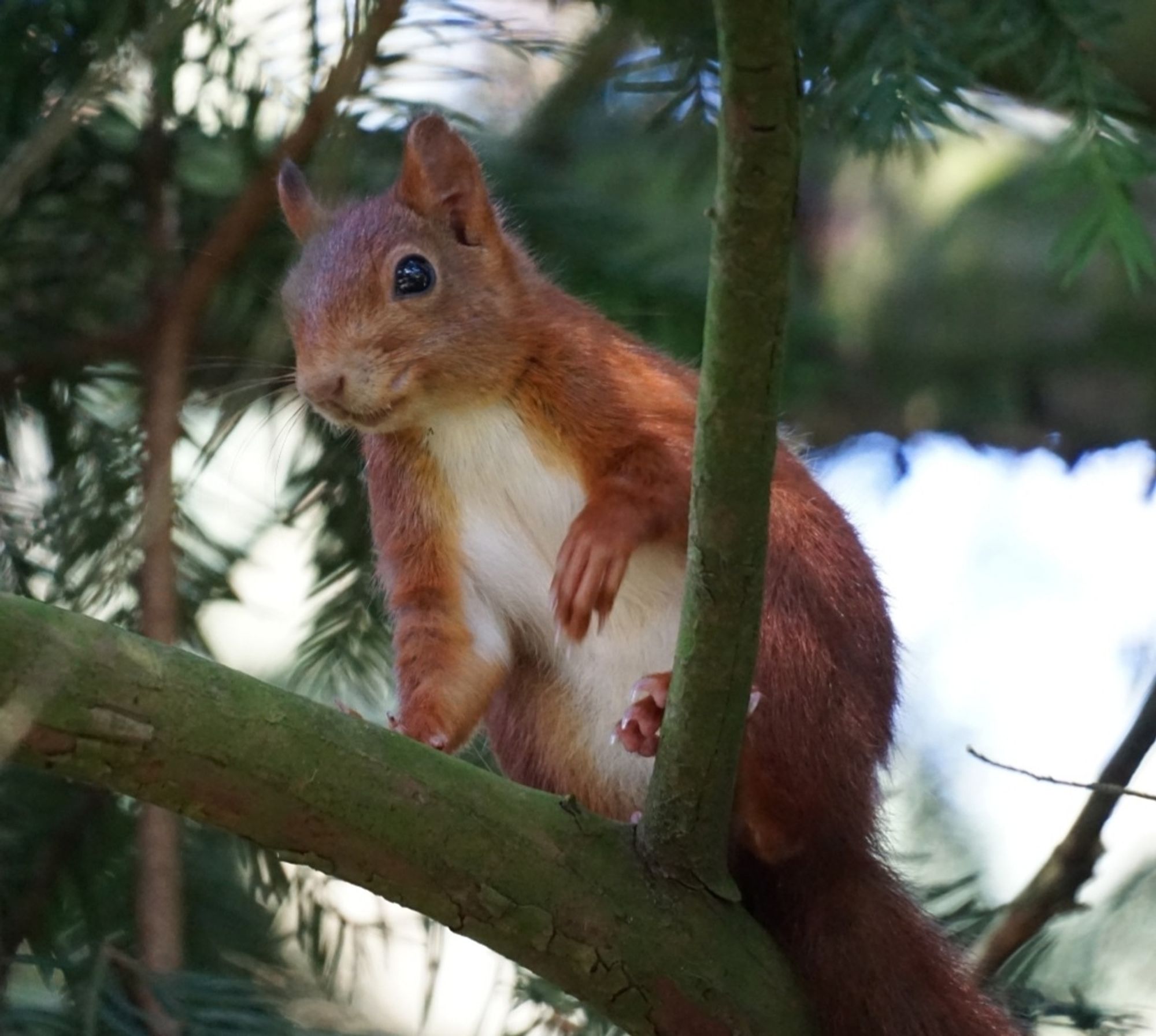 Das Eichhörnchen hat sich in Richtung linker Bimdseite gedreht, und schaut dorthin.