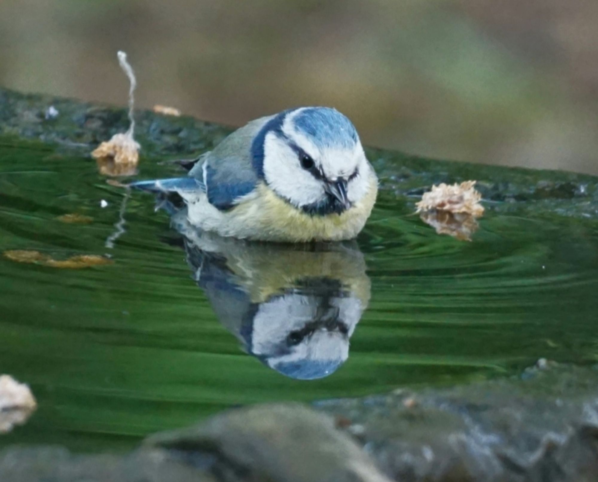 Blaumeise, von vorn gesehen, steht in einem Brunnen bis zur Brust in Wasser, und schaut nach unten, in ihr Spiegelbild.