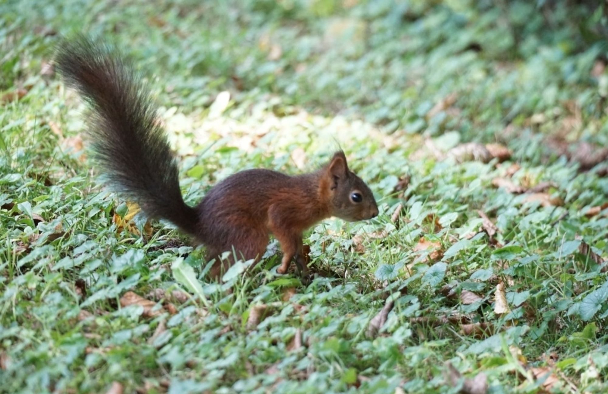 Das Eichhörnchen, mit hochgerecktem, schräg nach hinten stehendem Schwanz, auf dem Weg in Richtung rechter Bildseite.