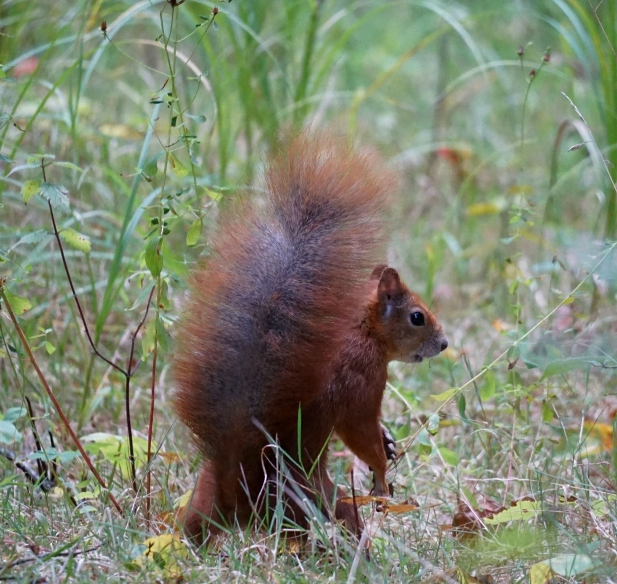 Das Eichhörnchen von hinten, hat sich aufgerichtet, und schaut in Richtung rechter Bildseite.