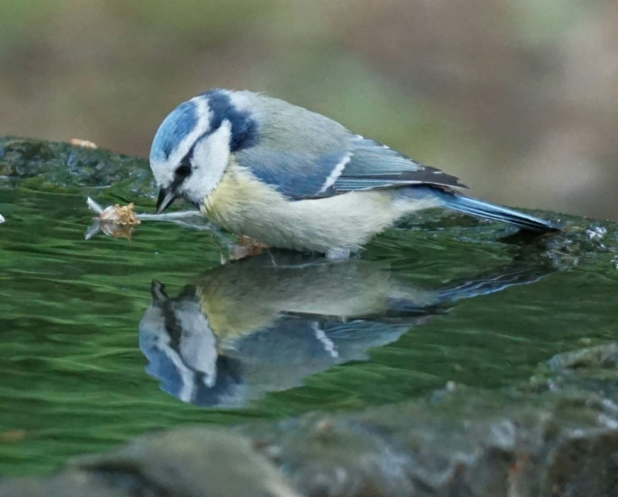 Blaumeise, von der Seite gesehen, steht mit den Füßen in dem Brunnenwasser, ausgerichtet zur rechten Bildseite, und schaut nach unten, und spiegelt sich im Wasser.