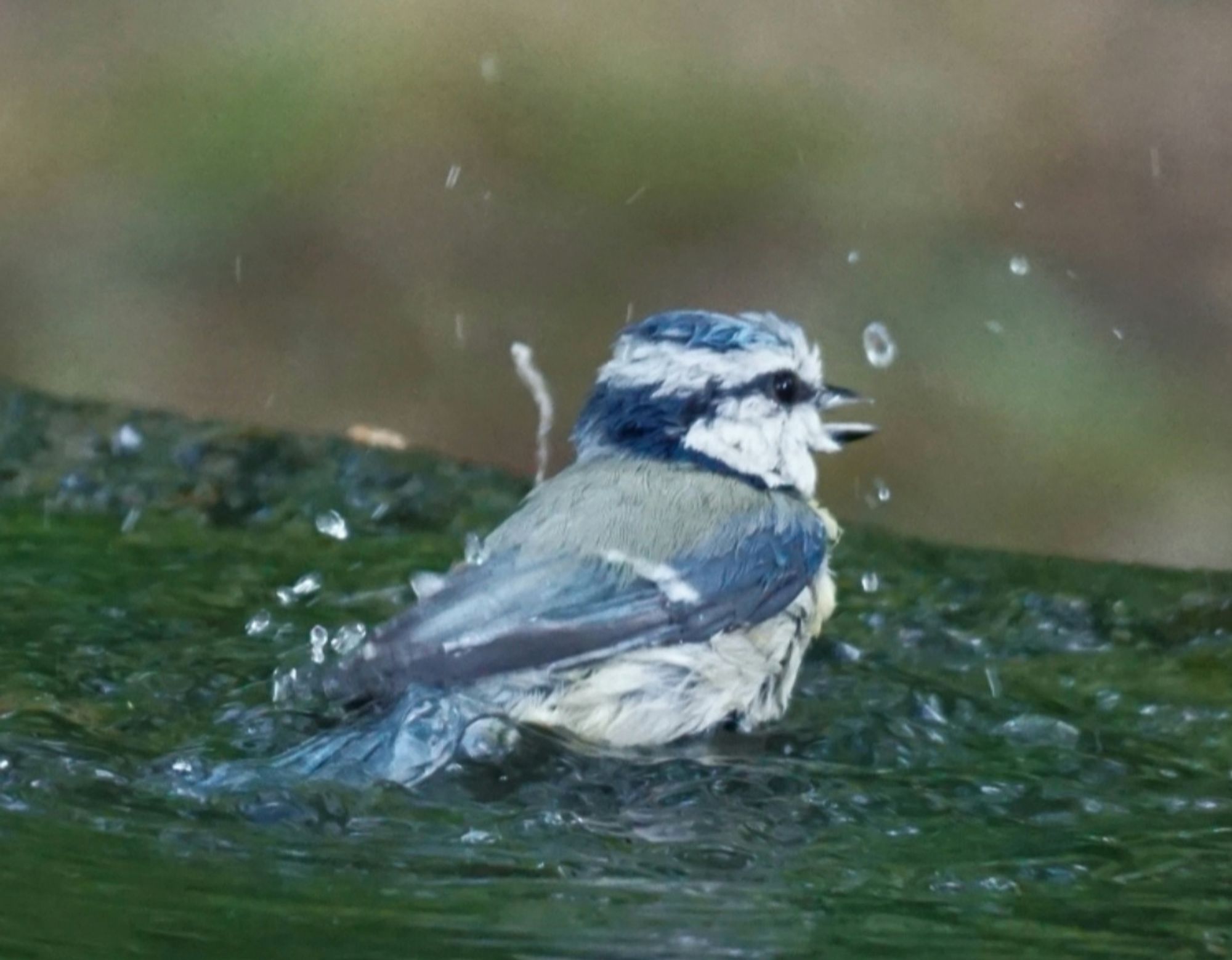 Bie Balumeise, mit nassem Gefieder, und geöffnetem Schnabel. Drumherum Wassertropfen.