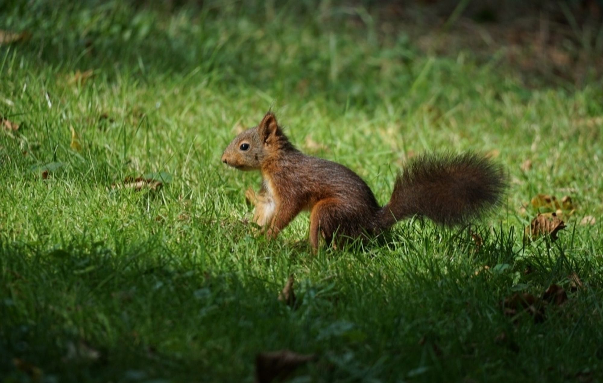 Junges, rotbraunes Eichhörnchen auf der Wiese, mit nach hinten abstehendem Schwanz, schaut in Richtung linker Bildseite.